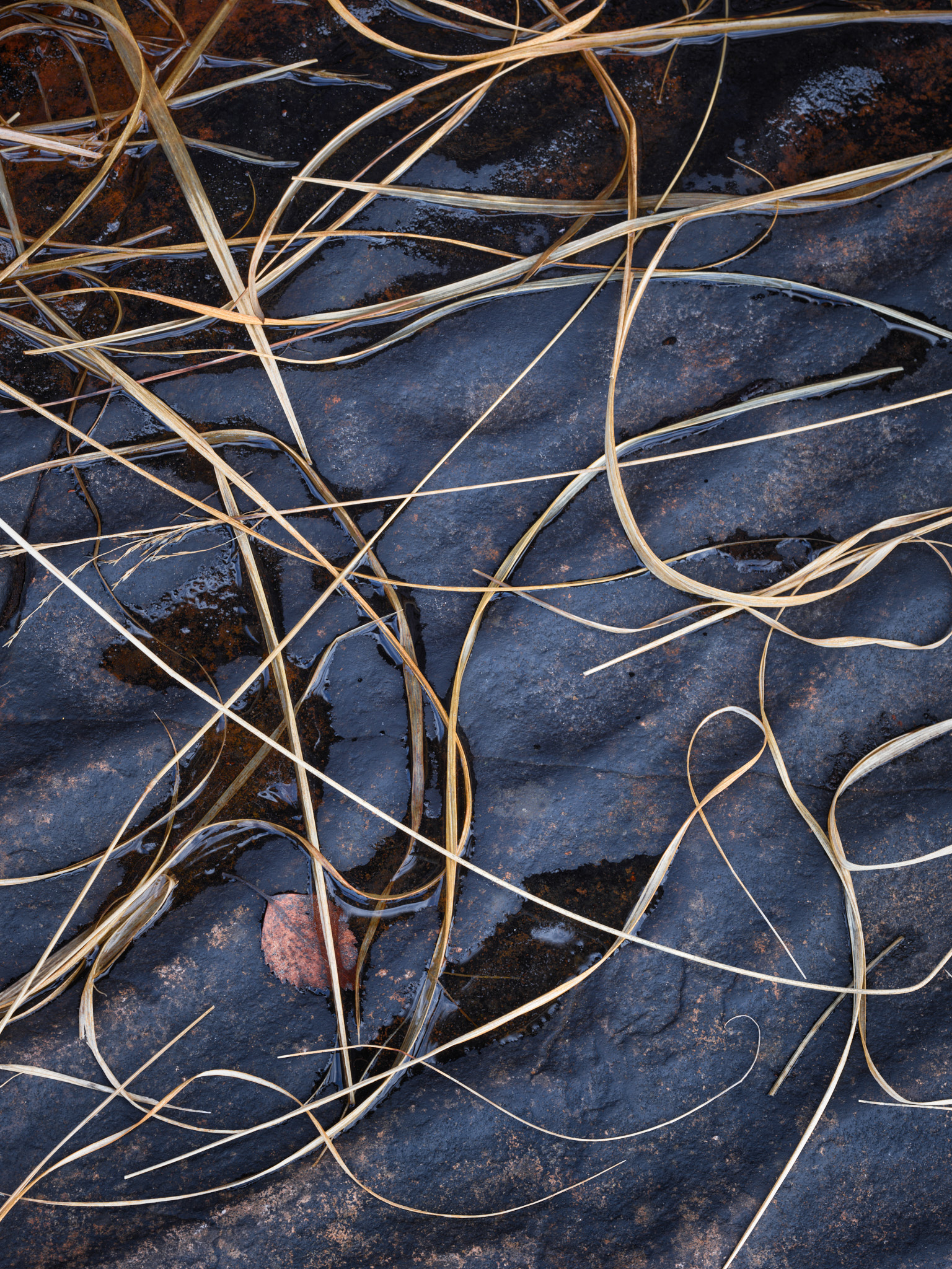 Pale grasses looping across dark rippled sandstone, a single russet leaf caught among them
