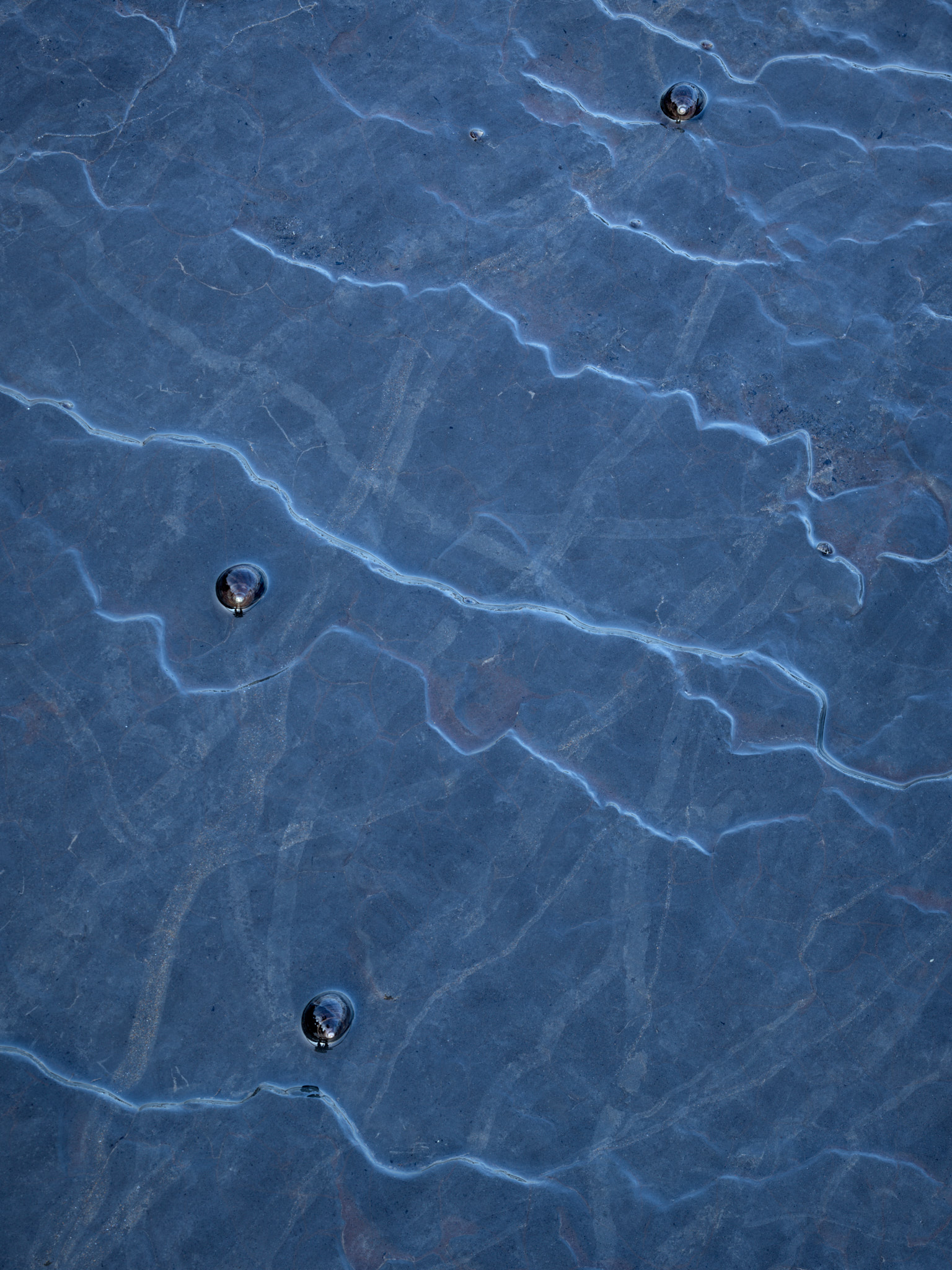 Sea snails on wet, blue-lit east coast shale