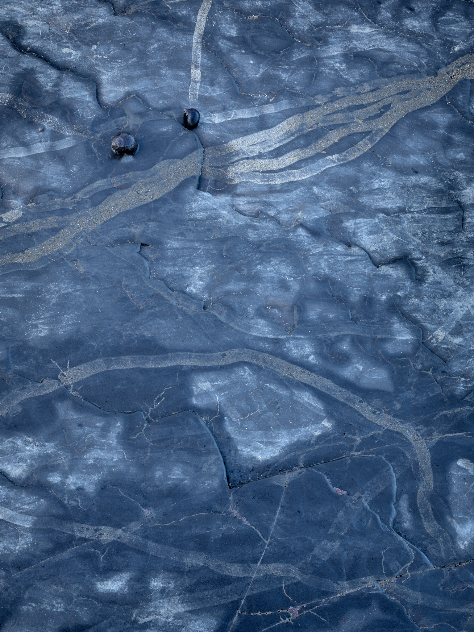 Sea snails on wet, blue-lit east coast shale with snail trails