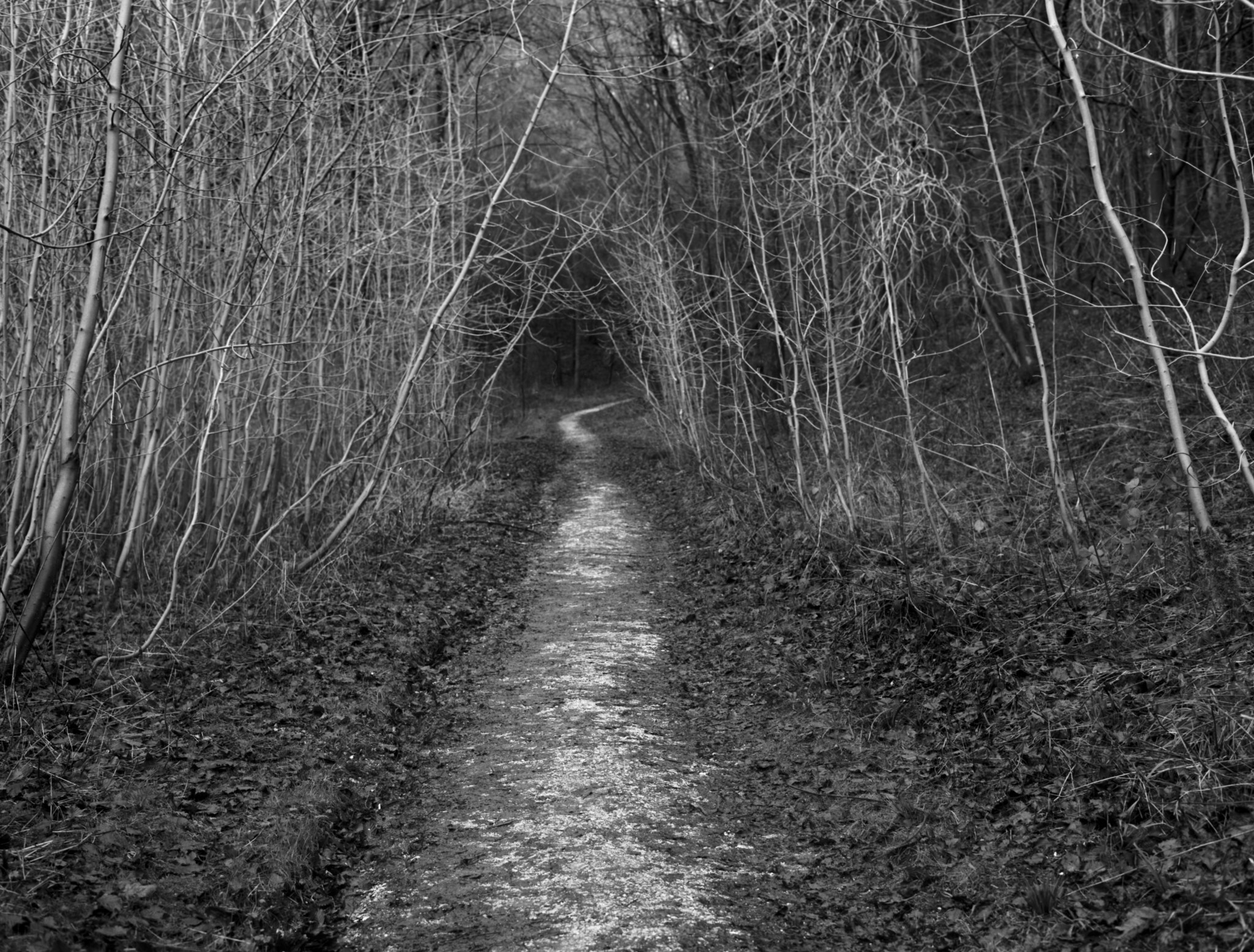 A pale path leading into the dark through a tunnel of slender bare ash saplings