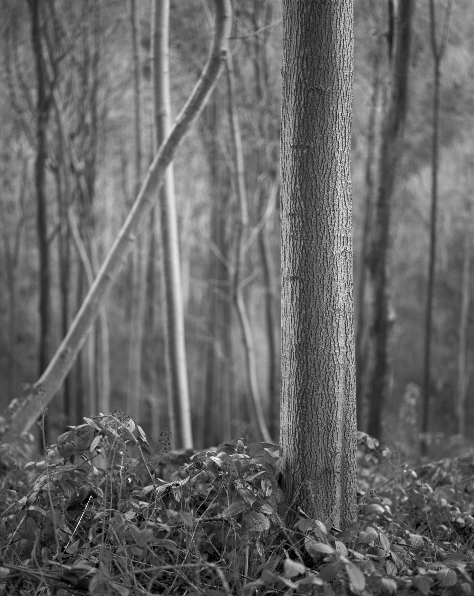 A young ash trunk standing sharp against the soft depths of the wood, undergrowth at its base