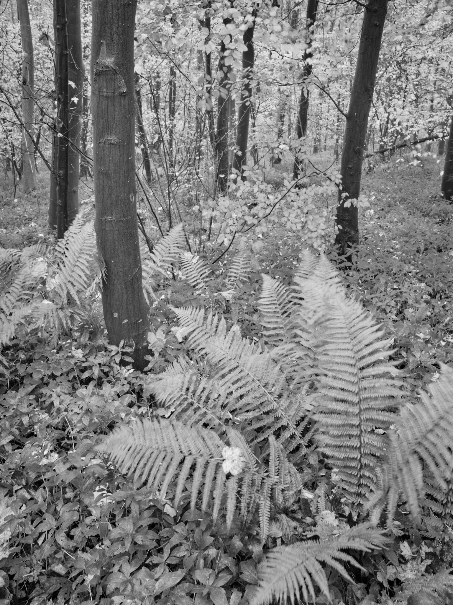 Act I, image 7