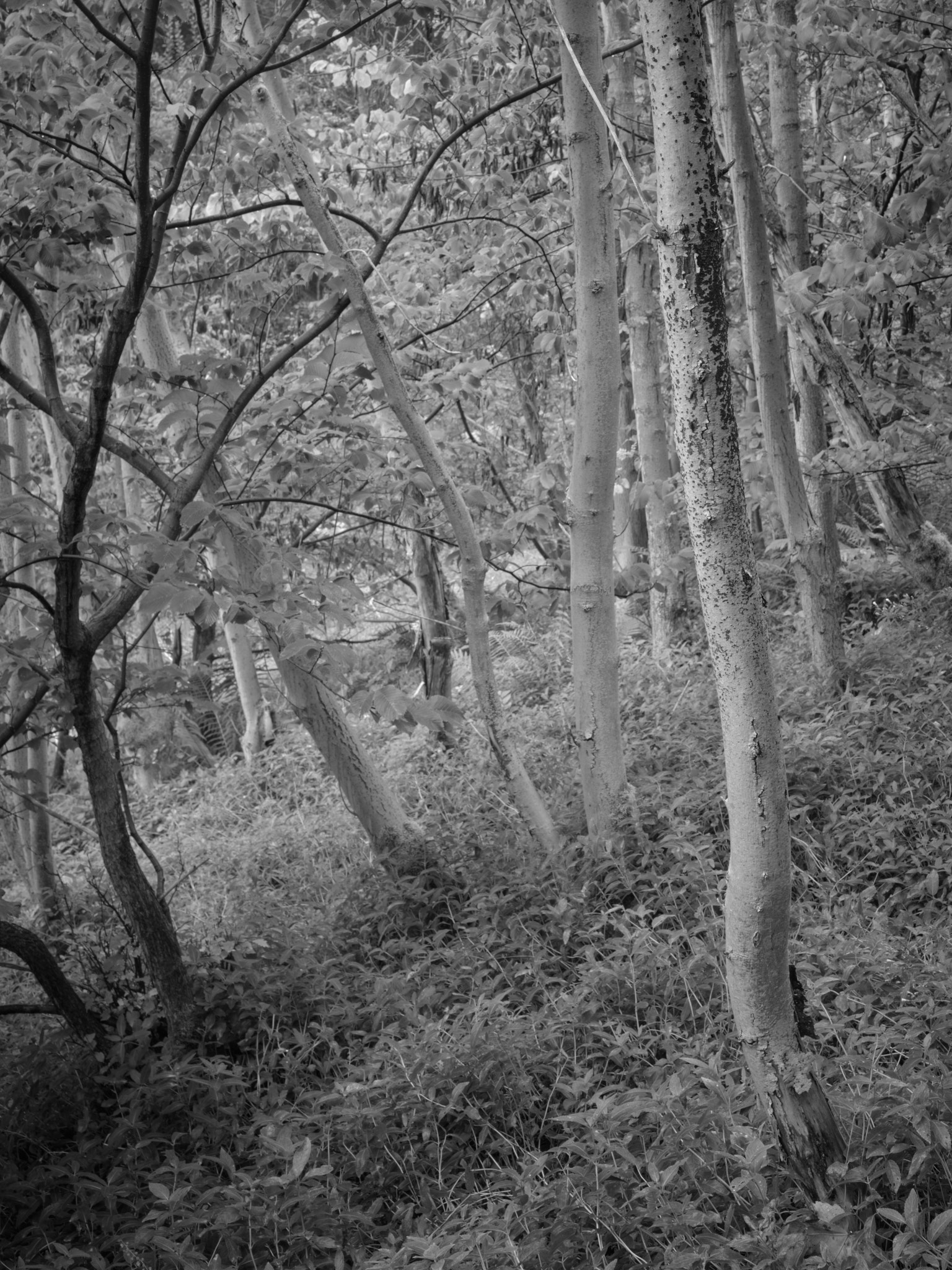Act I, image 9
