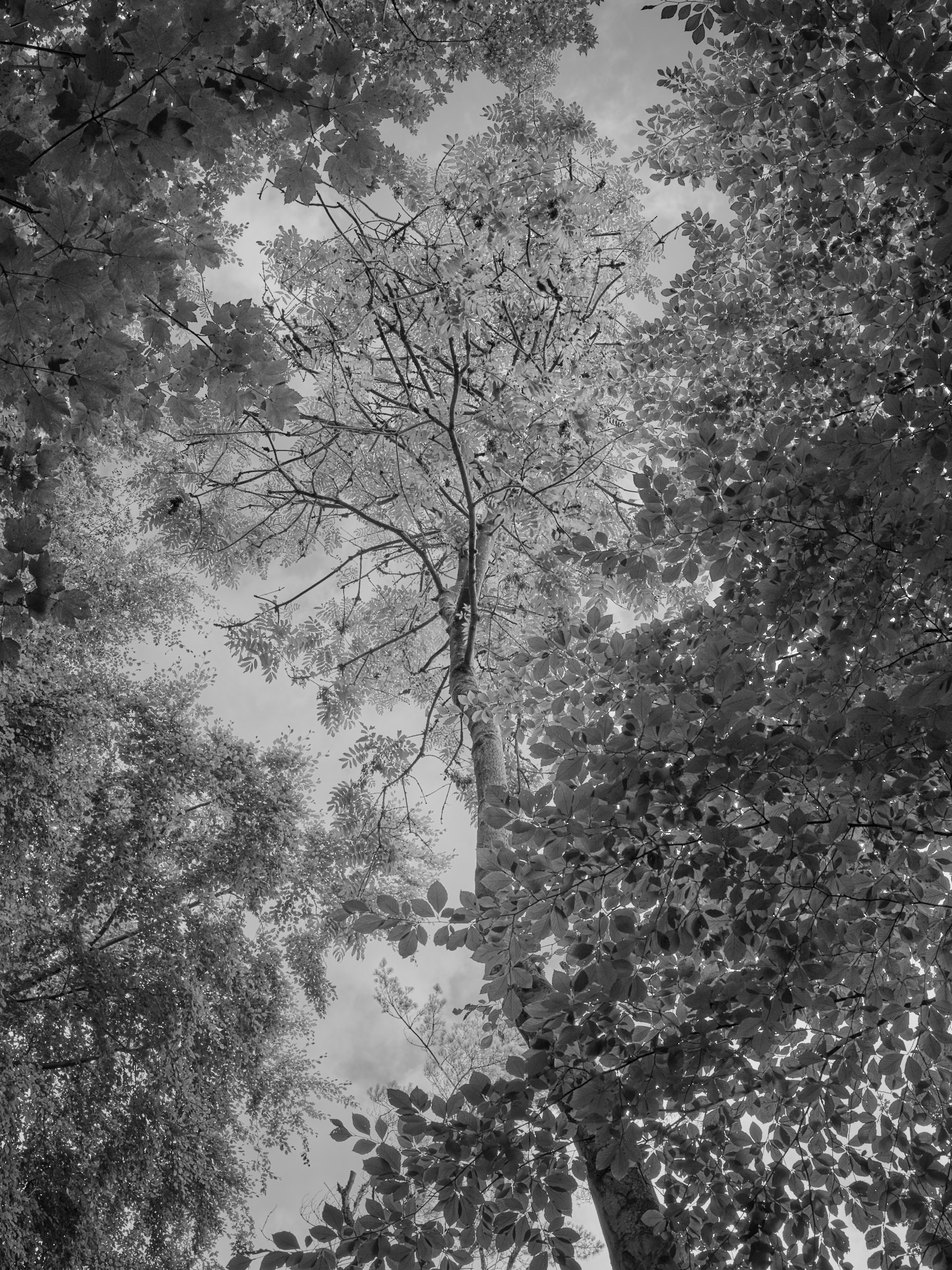 Act I, image 4