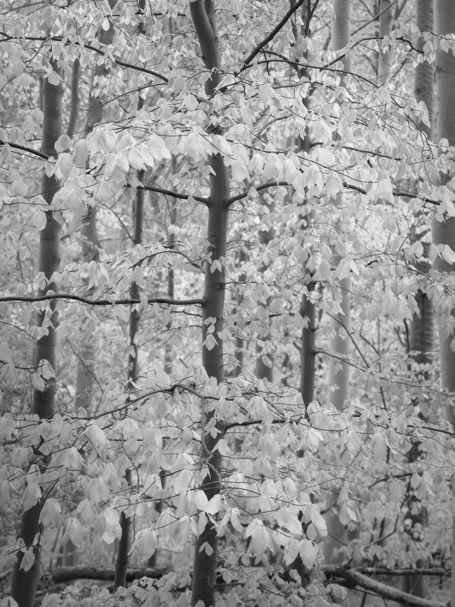 Act I, image 3