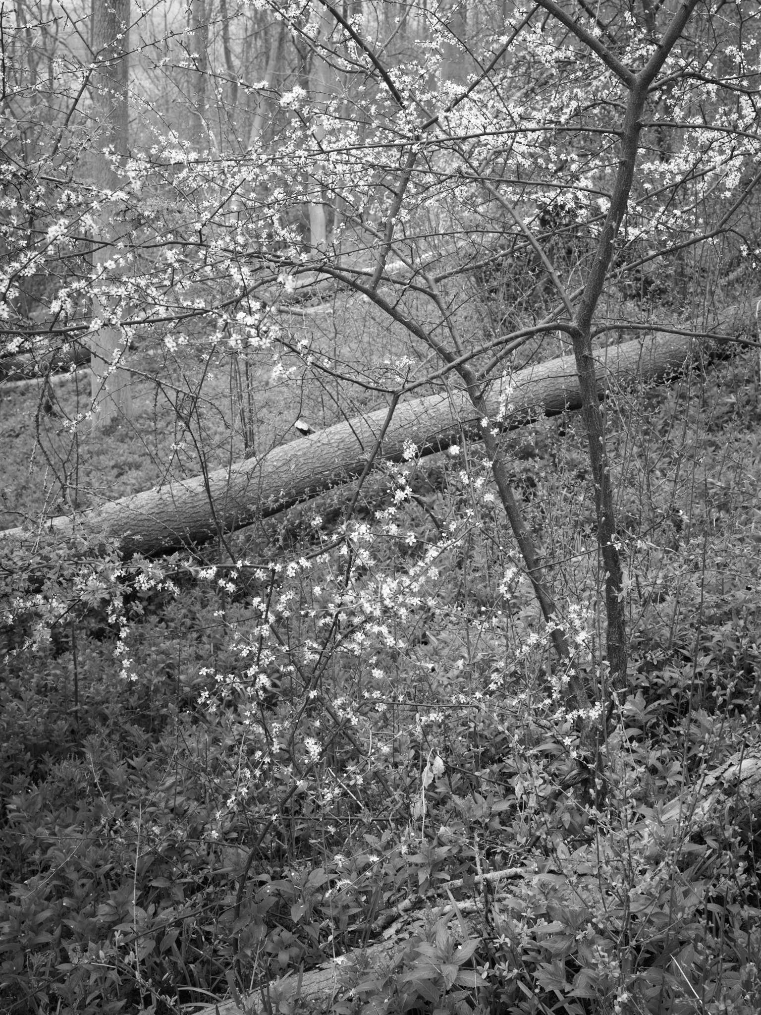 Act III, image 4