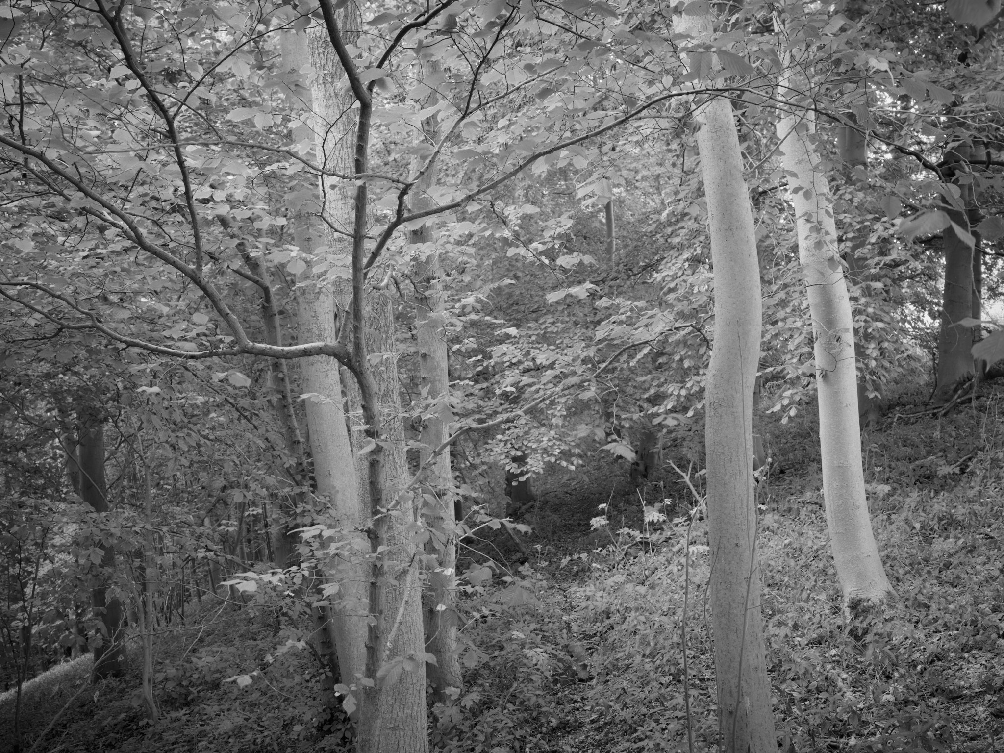Act I, image 5