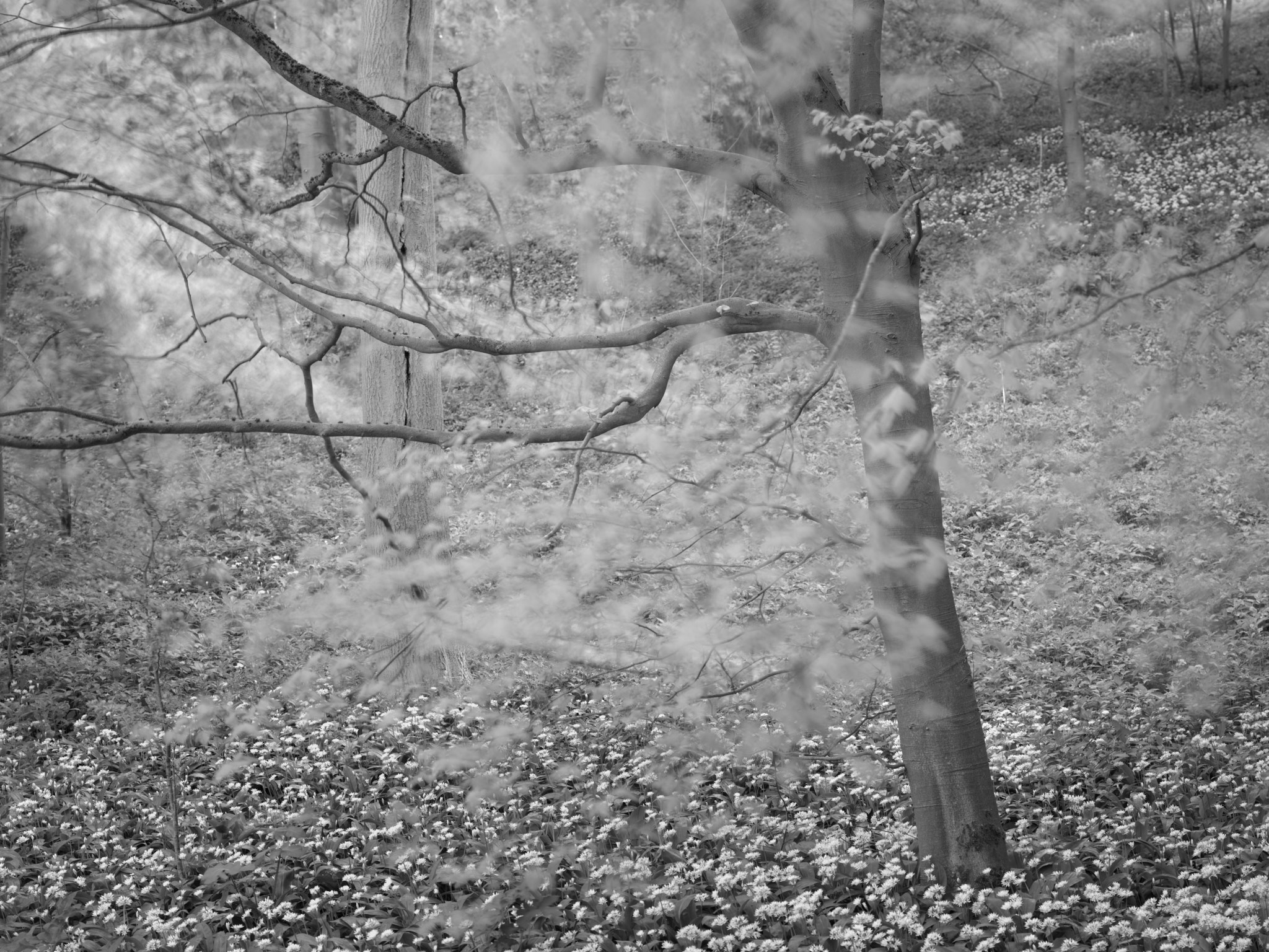Act III, image 11