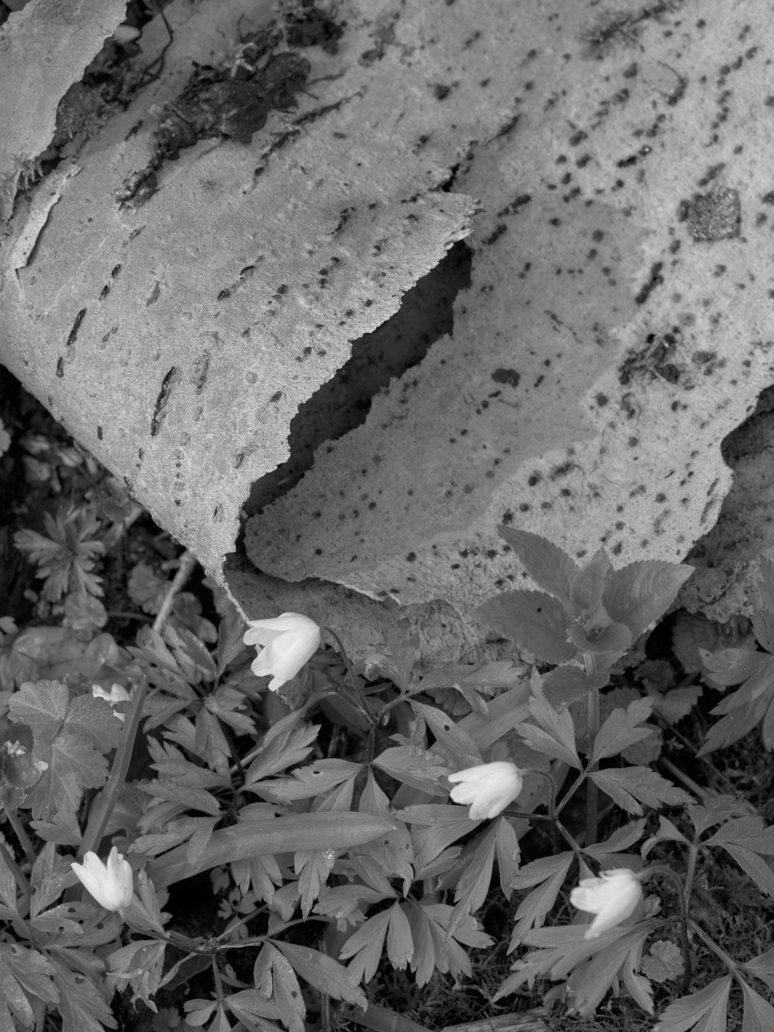 Act III, image 5