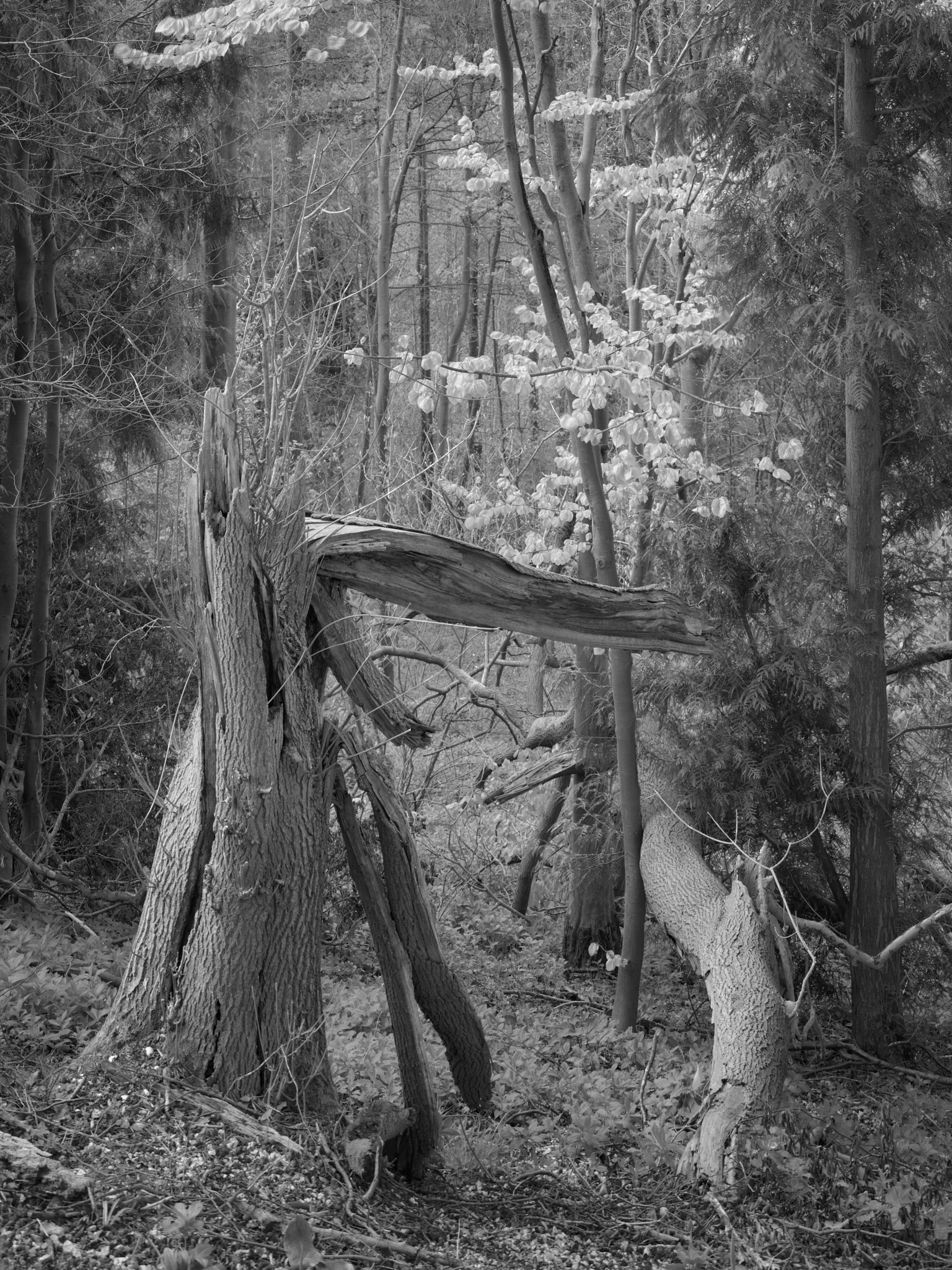 Act III, image 1