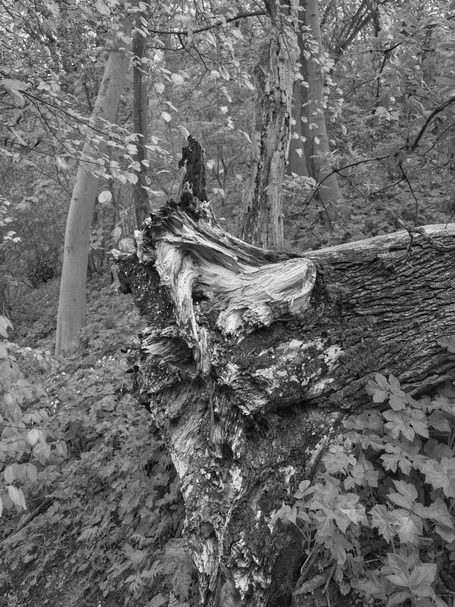 Act III, image 2