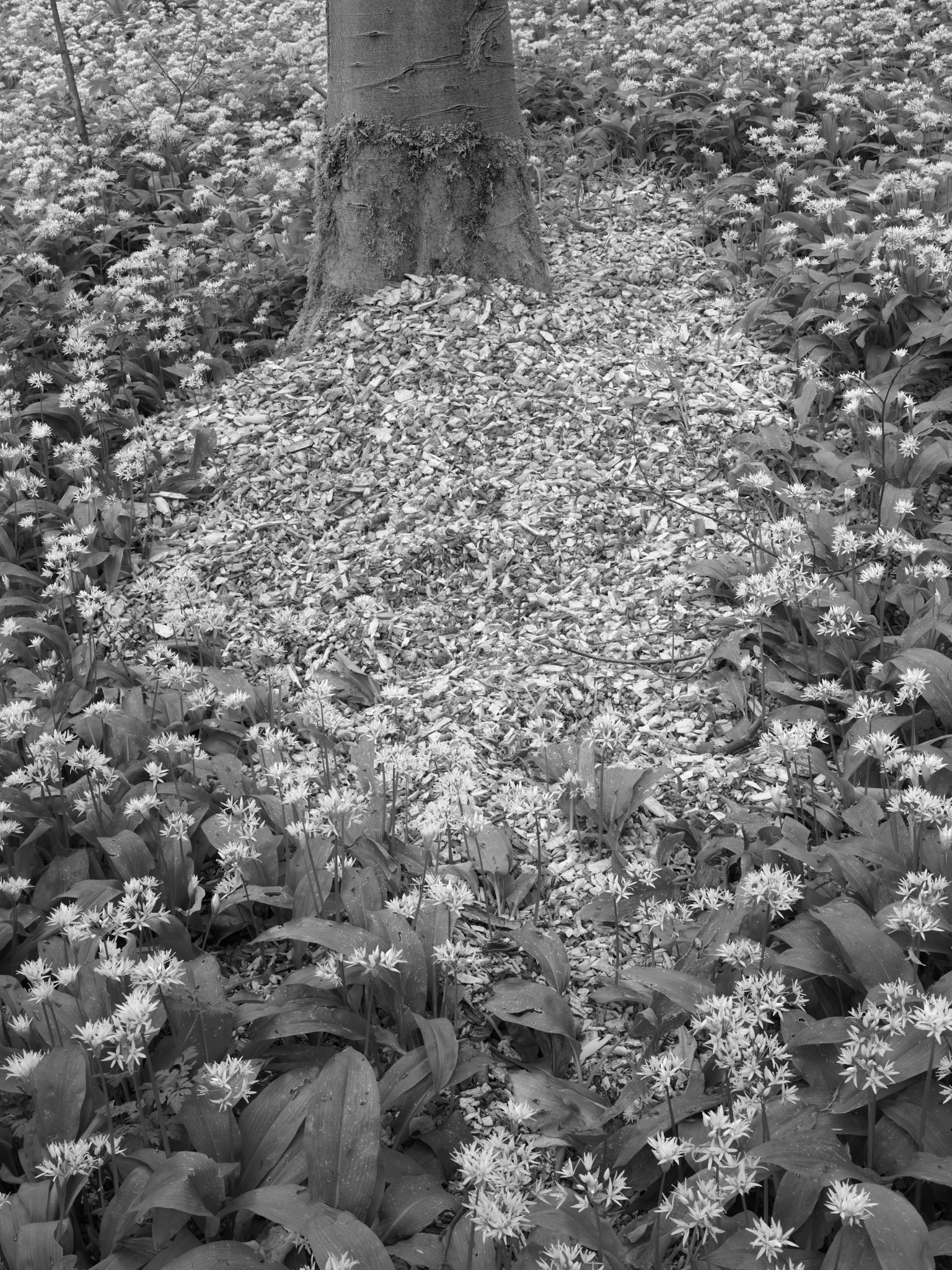Act III, image 8