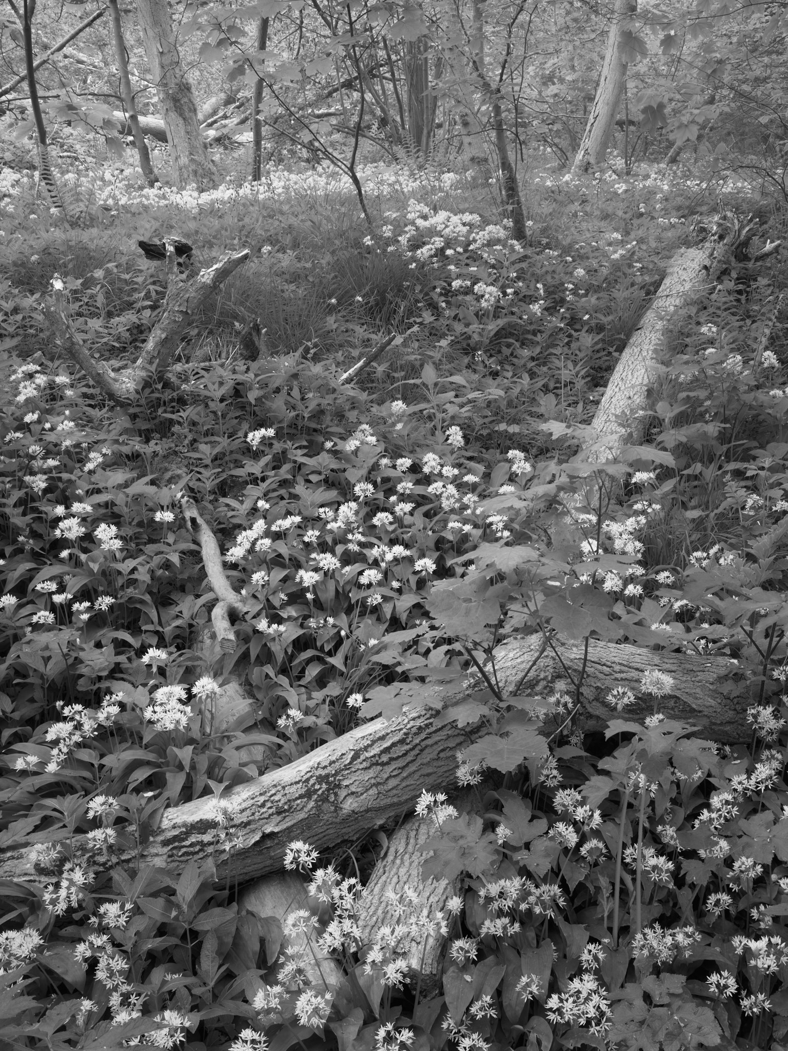 Act III, image 6