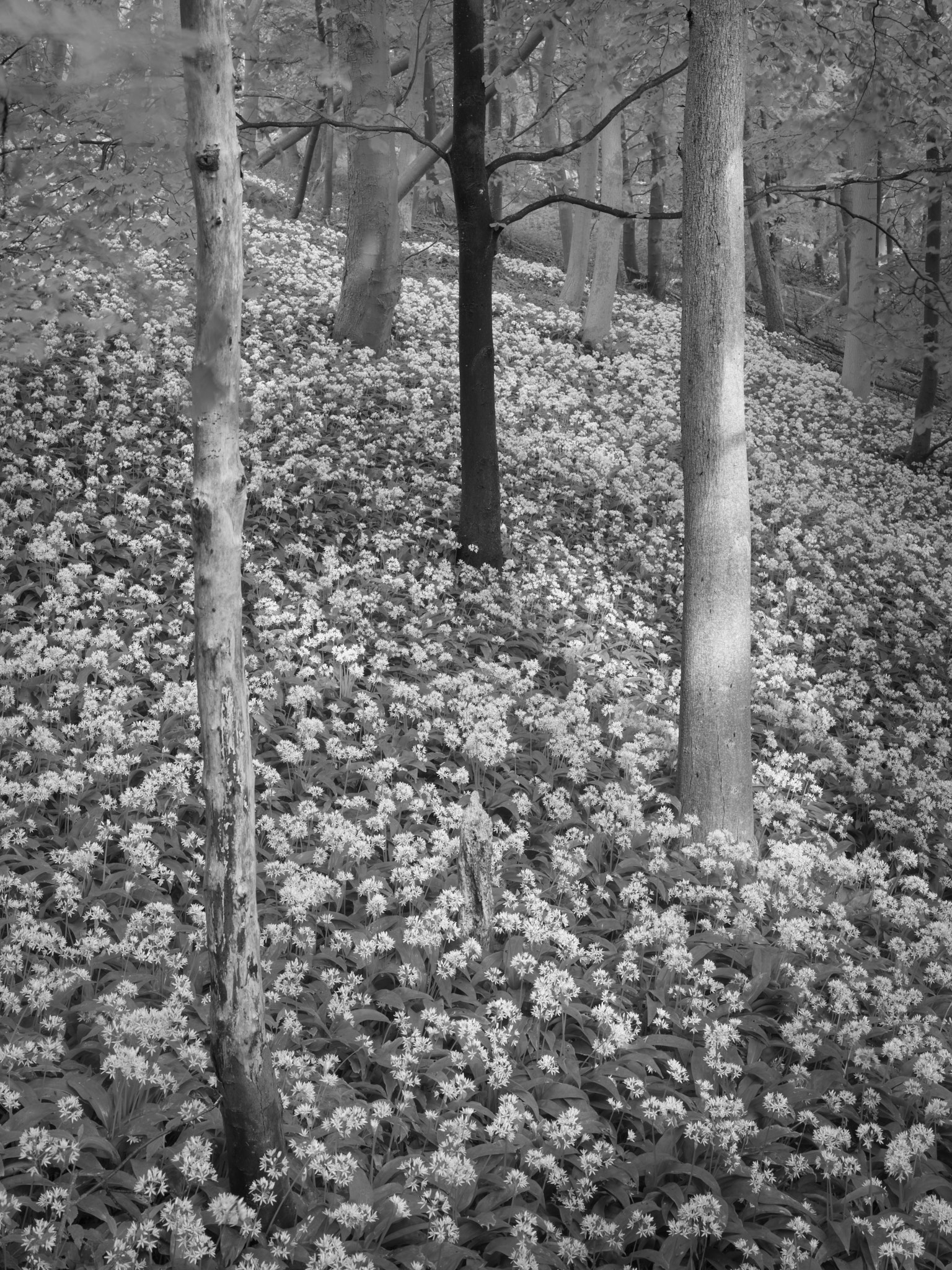 Act III, image 9