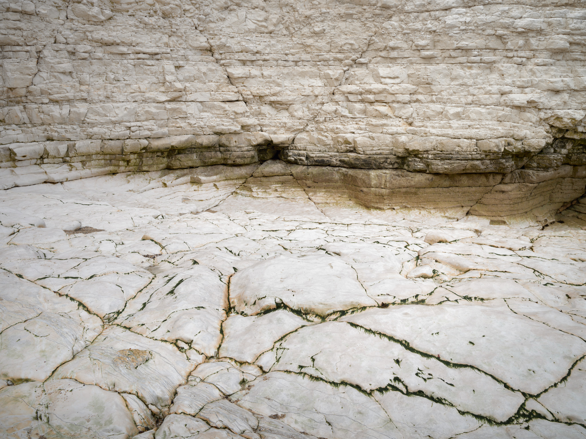 Wet chalk shore platform at Flamborough, just left by the tide, crazed with dark seaweed-filled cracks beneath the base of the cliffs