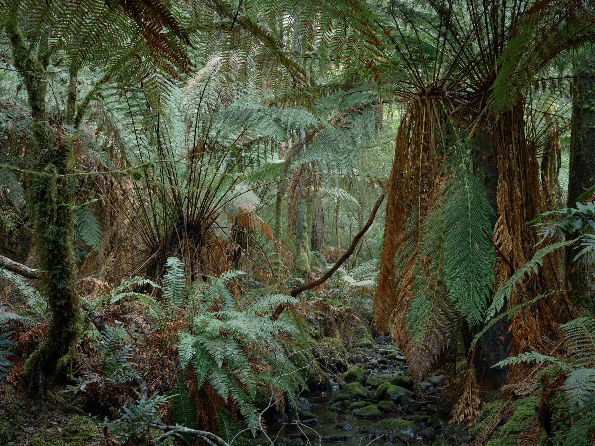 Tasmanian Rainforest
