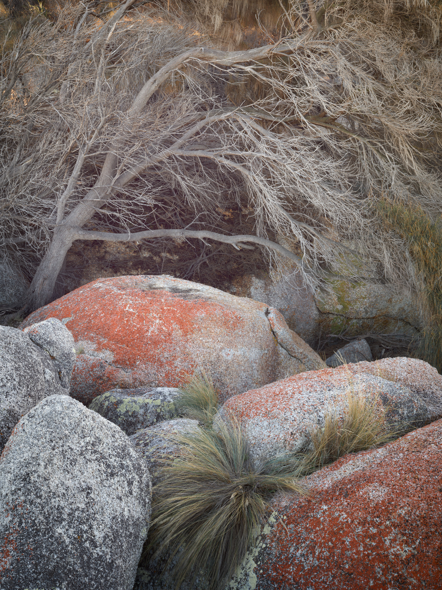 Orange lichen-covered granite boulders and grass tufts beneath a wind-bent tree at the Bay of Fires