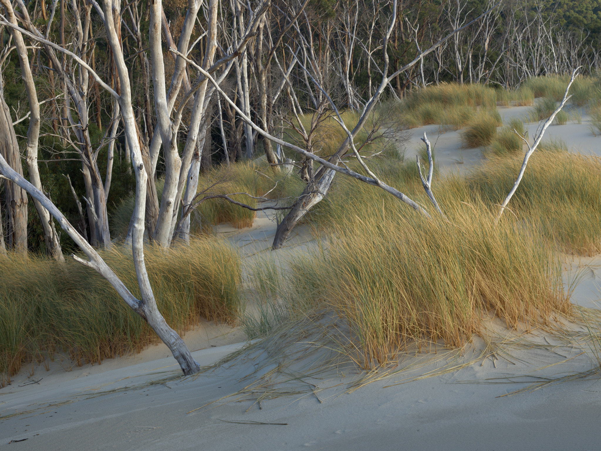 Sand dunes swallowing up rainforest in Tasmania