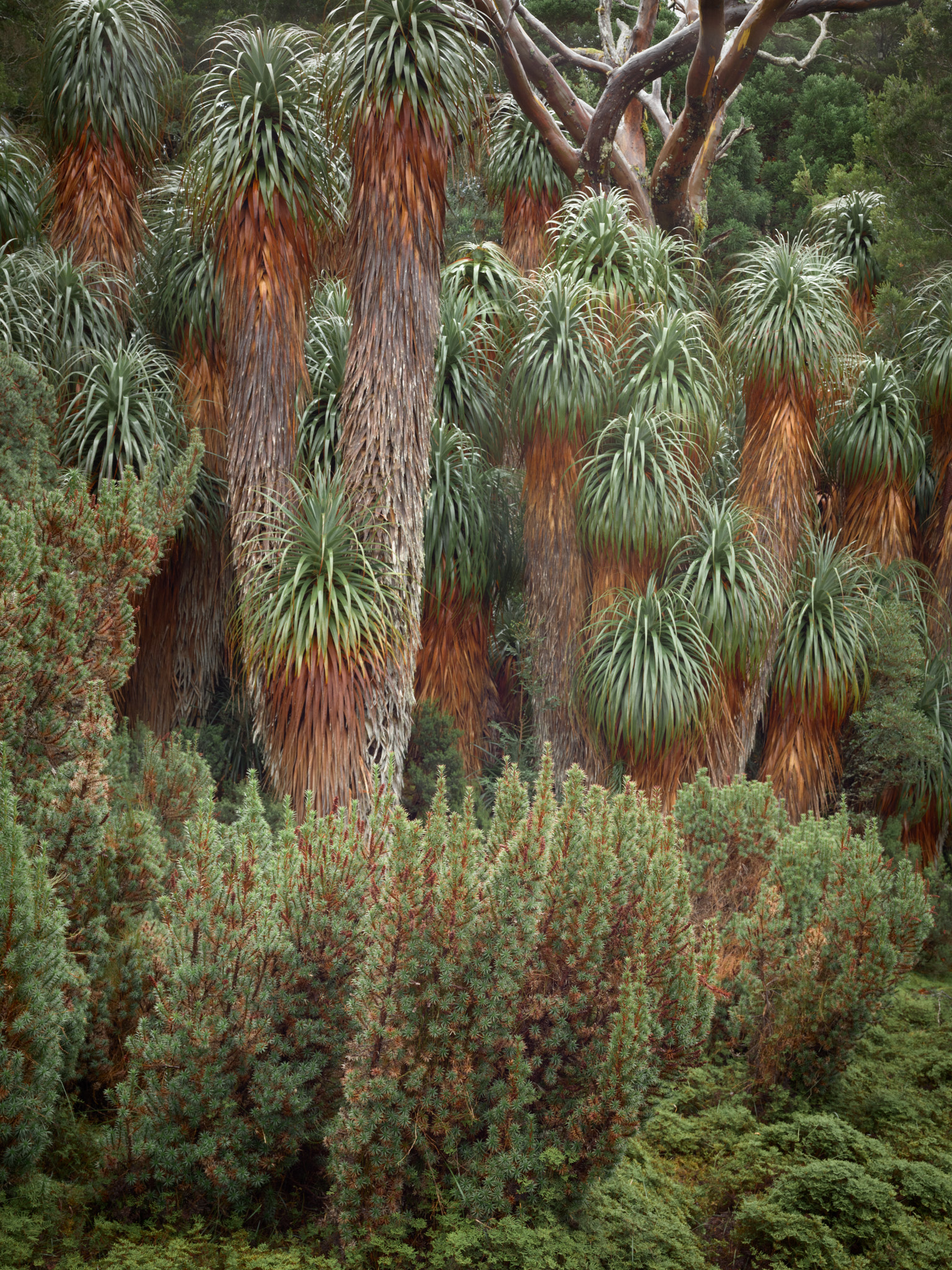 A grove of pandani, their trunks skirted in russet dead leaves beneath green crowns, above a bank of low heath and under a gnarled tree