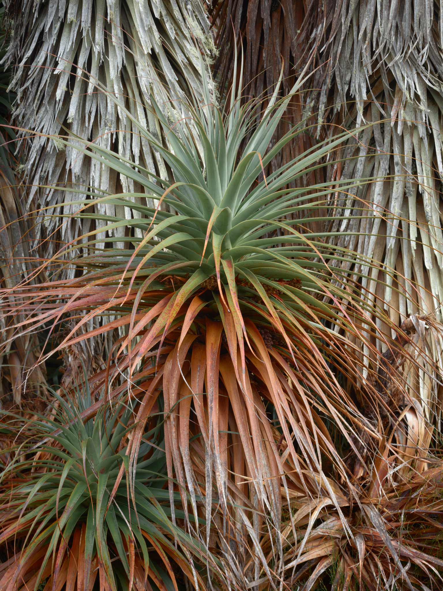 A pandani crown close up, green blades fanning above a skirt of orange dead leaves, older grey skirts behind