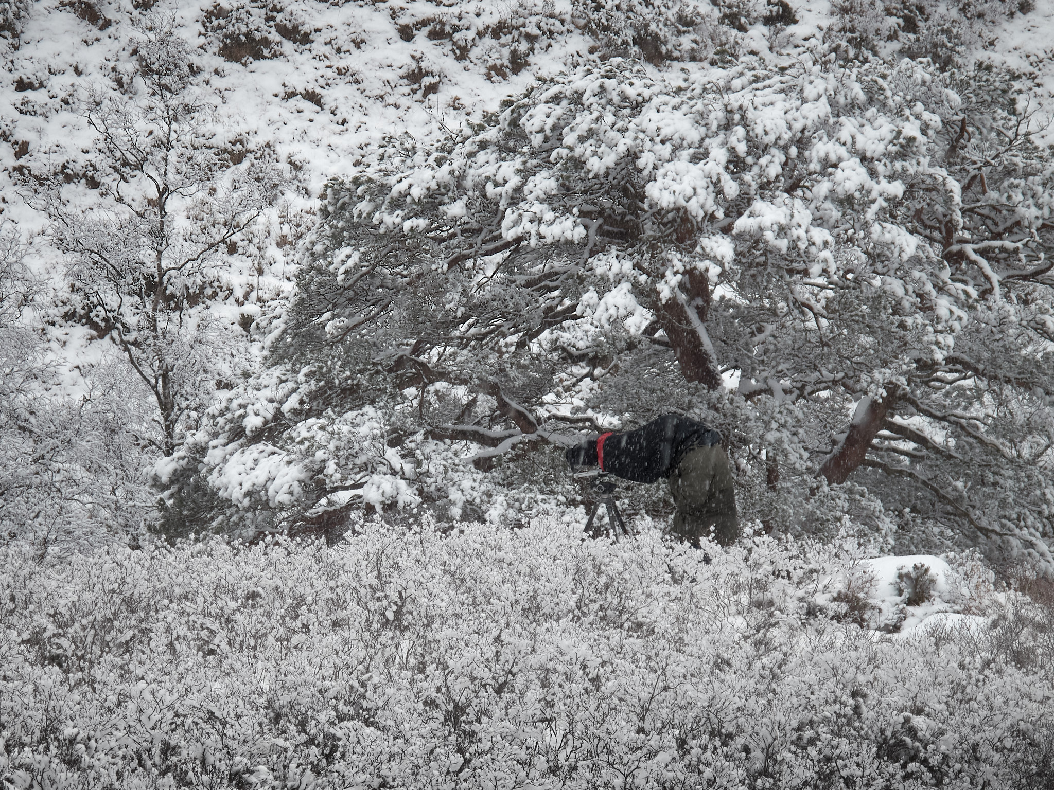 The photographer at his camera beneath a snow-laden pine, snow falling