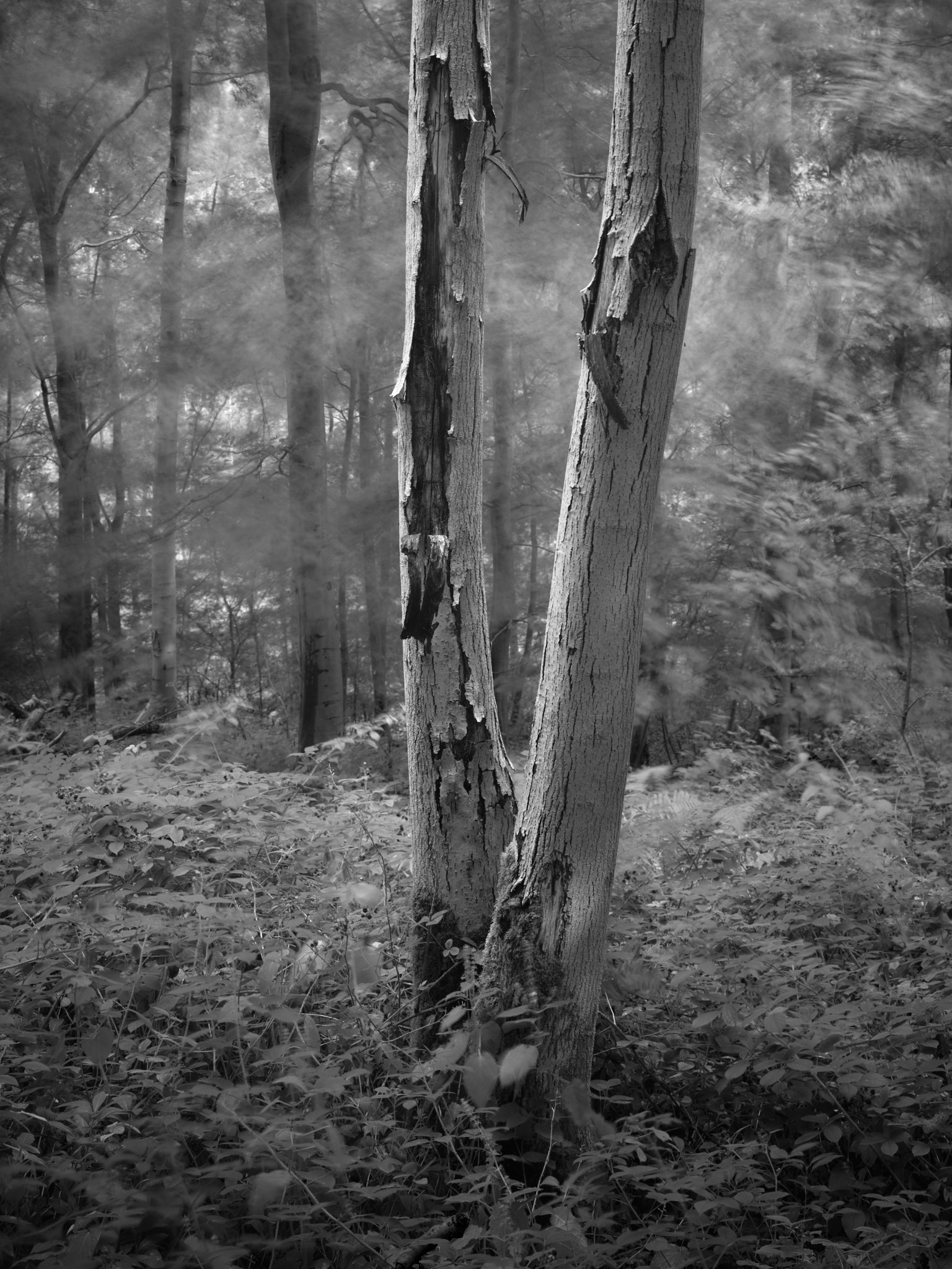 Act I, image 11