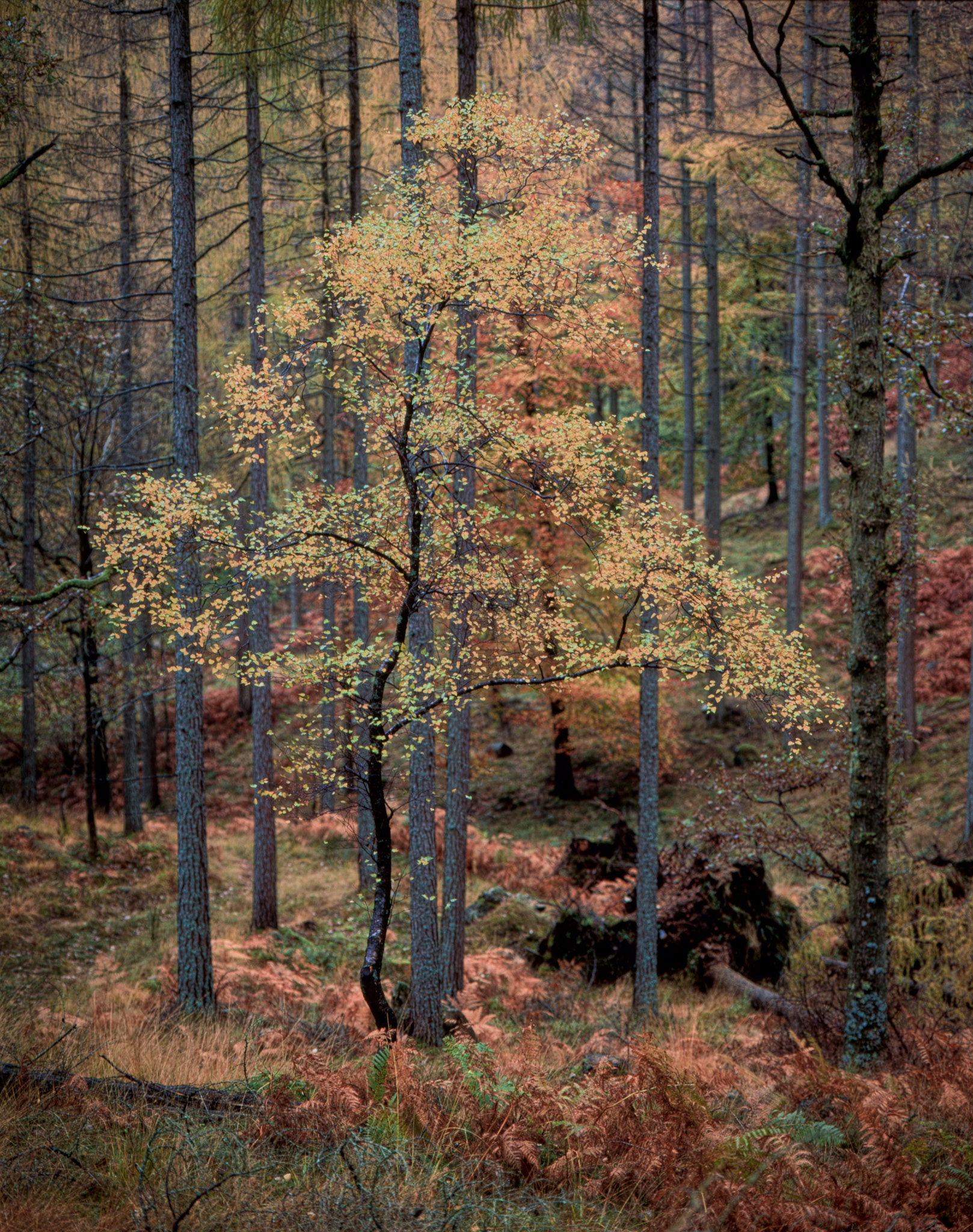 A birch tree amongst larch trees