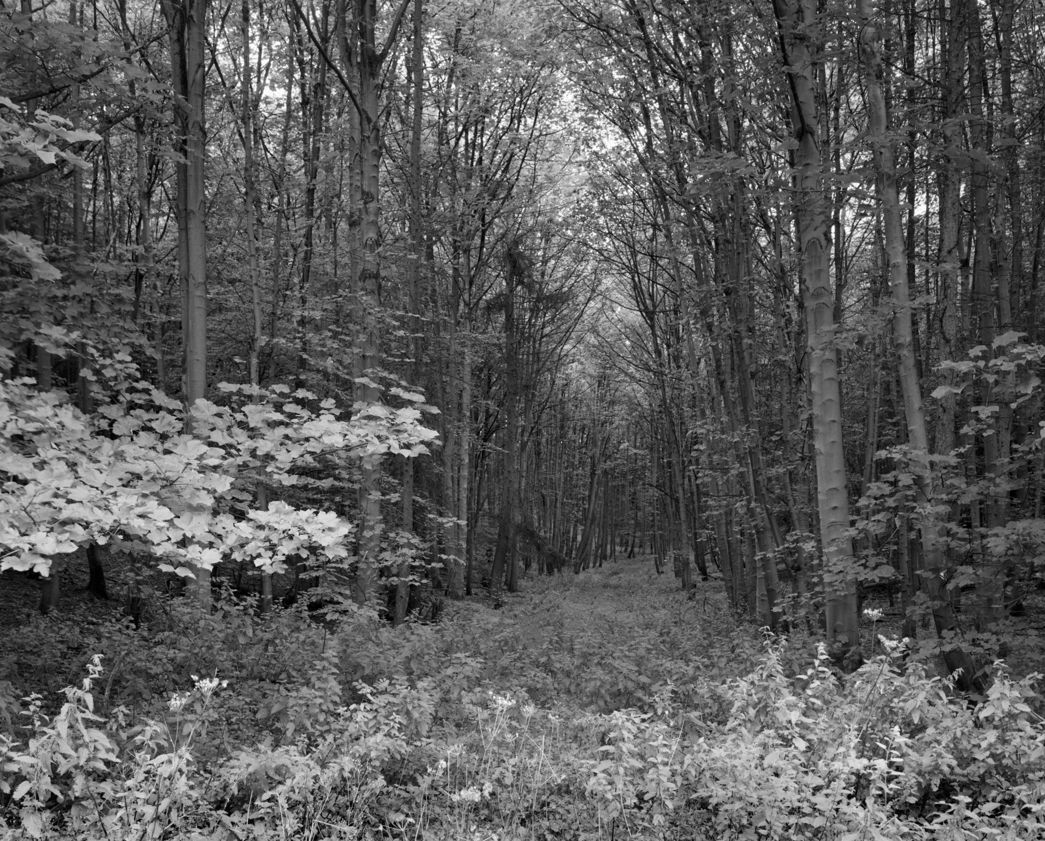 A tunnel of trees over a grassy track in a Wolds dale, in black and white