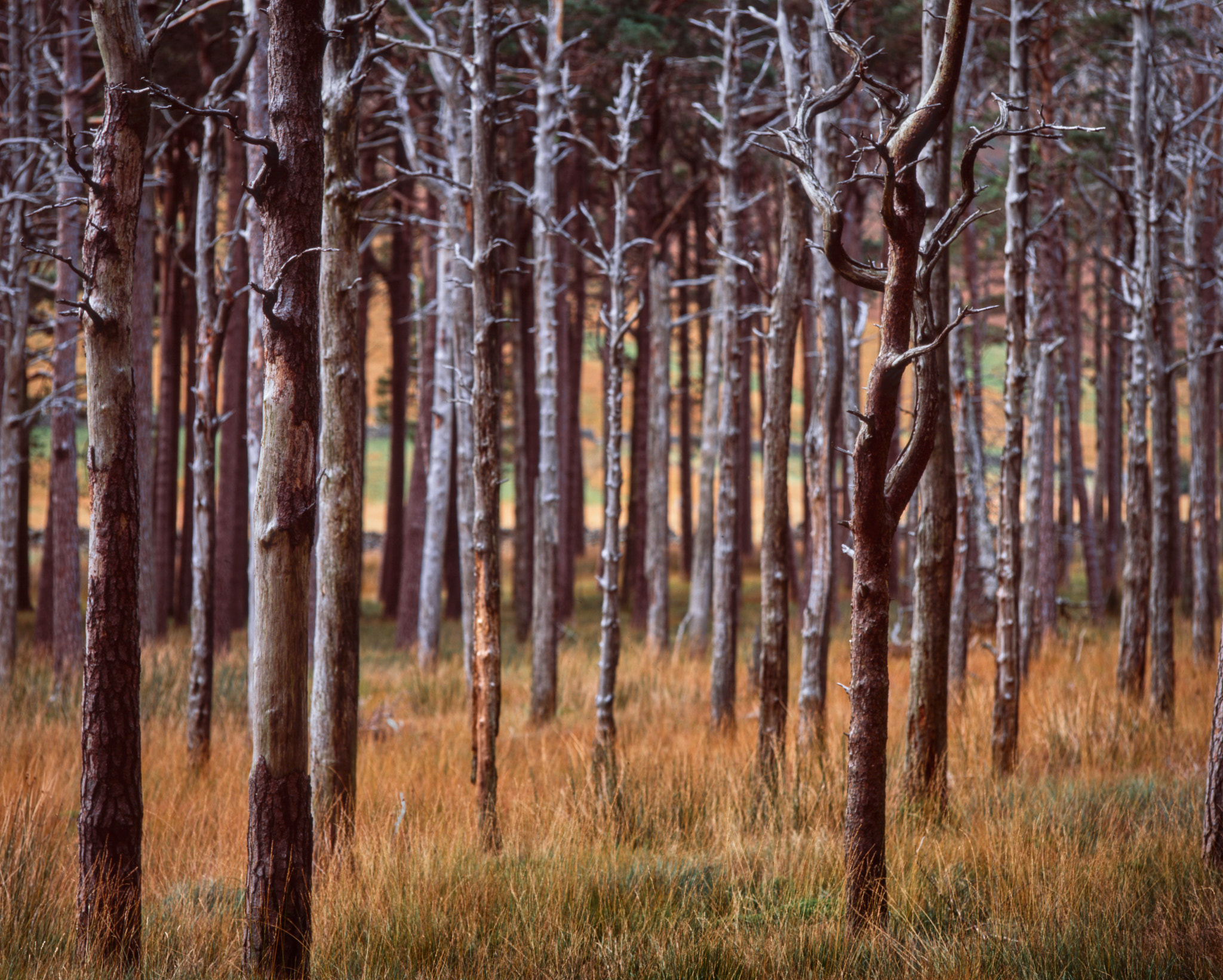A stand of slender pines, rust-red and lichen-grey, rising from tawny autumn grass, their bare lower branches blurring into the wood behind