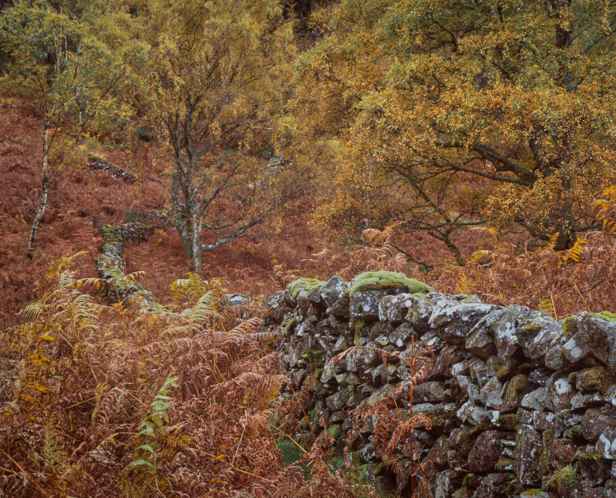 A mossy dry-stone wall running through russet bracken beneath golden birches, a second wall climbing the slope beyond