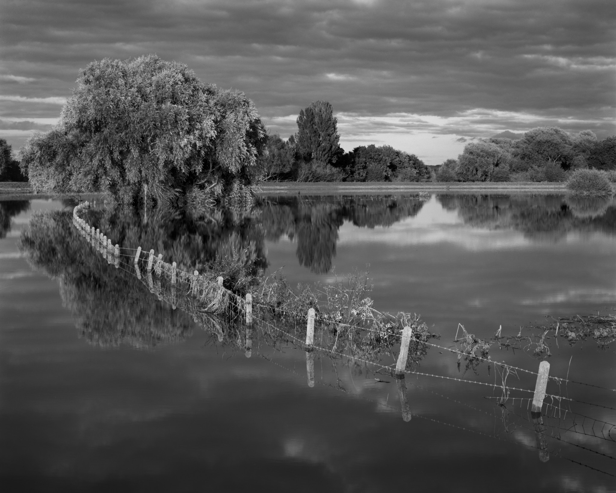 A line of pale fence posts and barbed wire curving through still flood water towards a large side-lit tree, with trees reflected along the far bank under layered cloud, in black and white