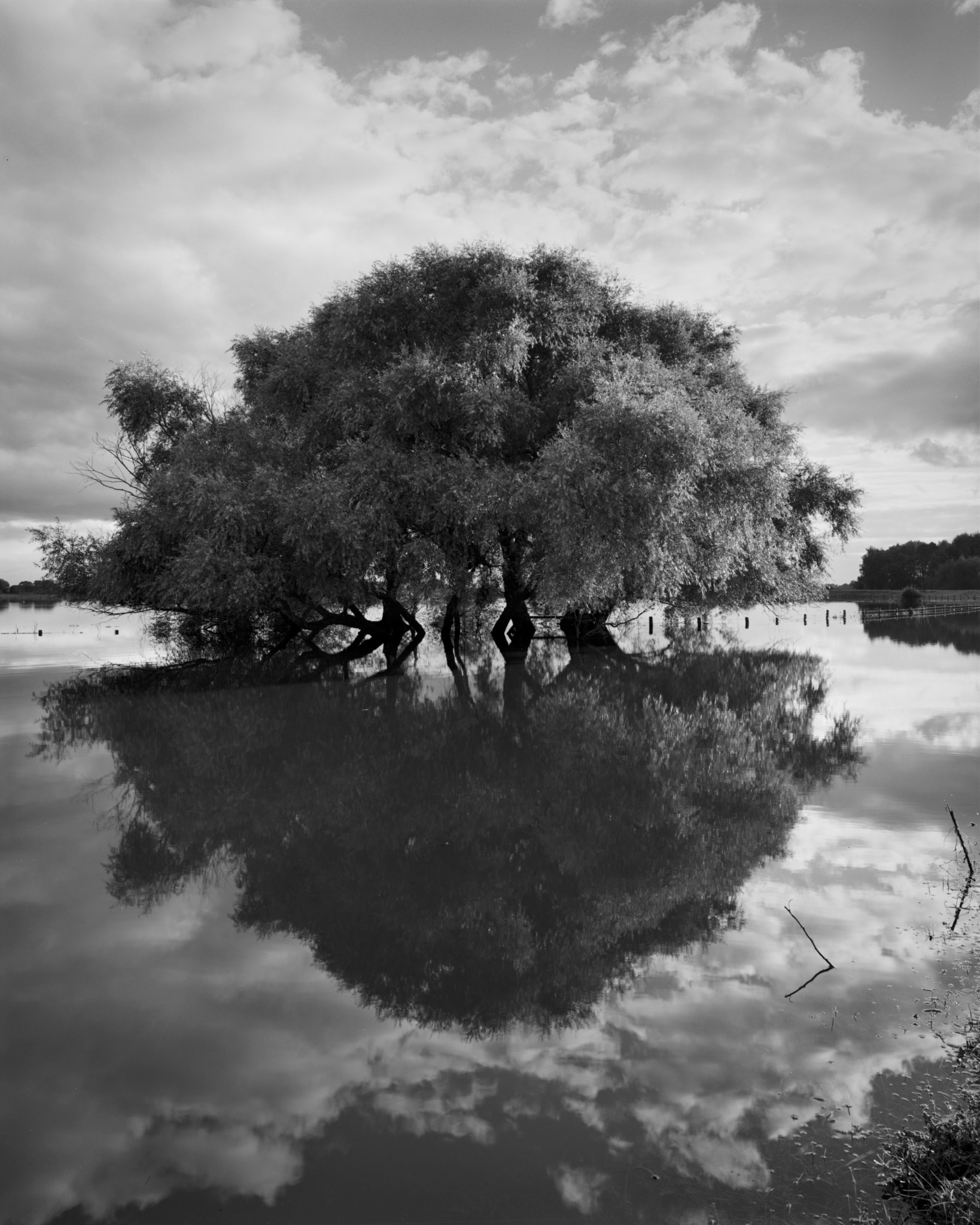 A broad, rounded tree standing in flood water, backlit and mirrored in the still surface, with bright broken cloud above and below, in black and white