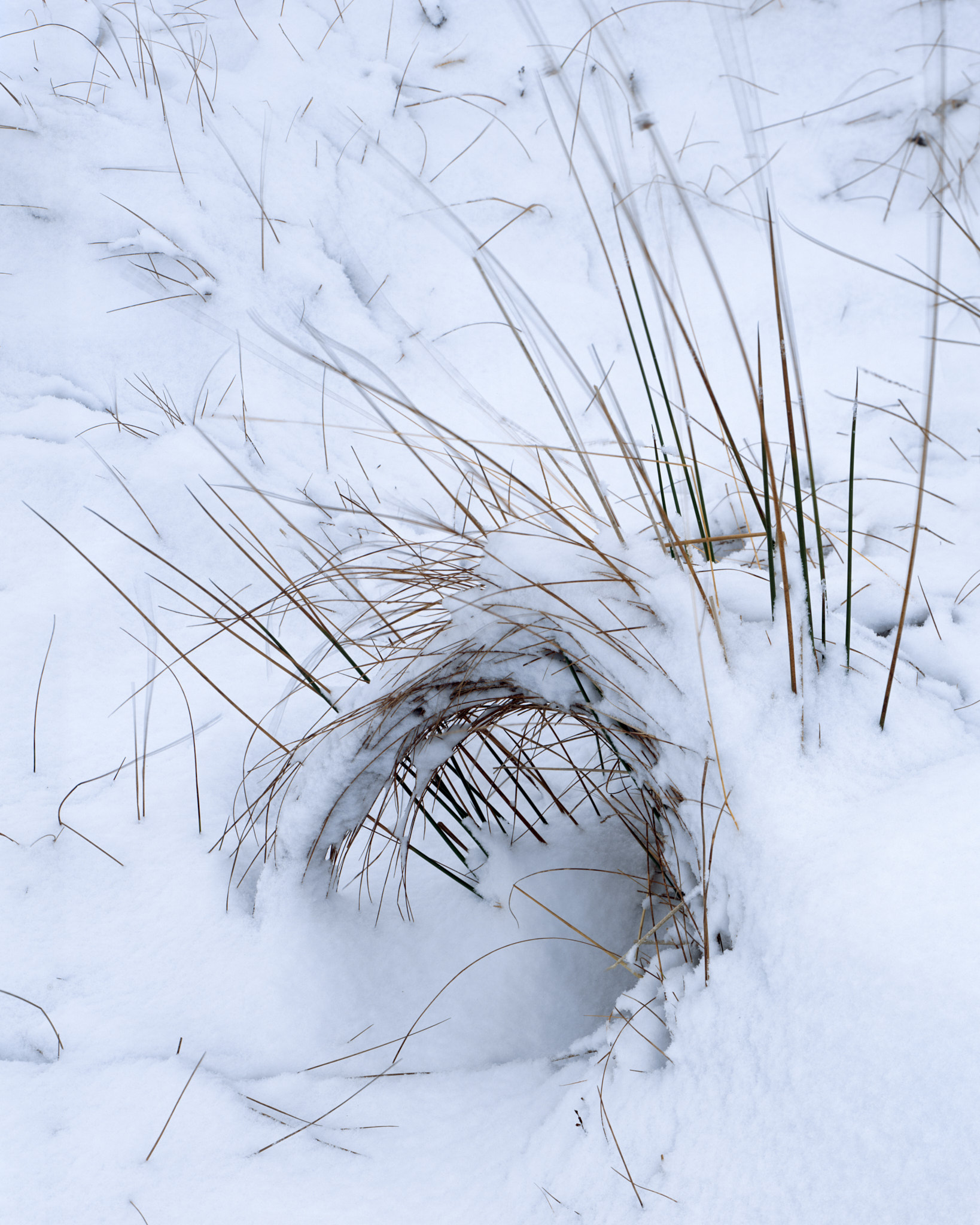 Wind-curled grasses arching from fresh snow on Rannoch Moor