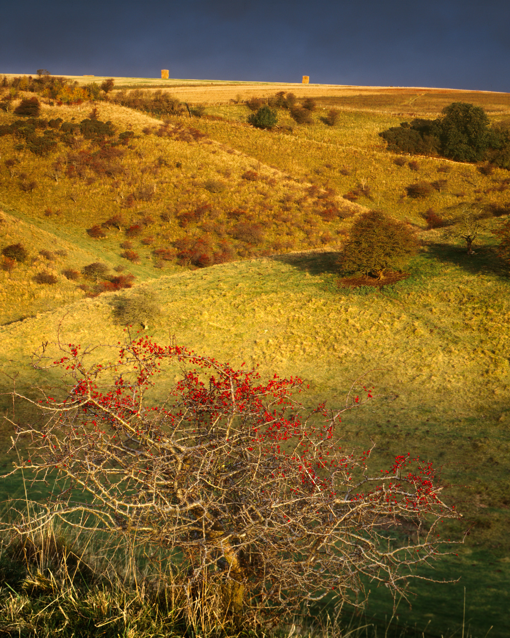 A lone hawthorn tree on a steep grassy Wolds valley side, a distant storm dark on the horizon
