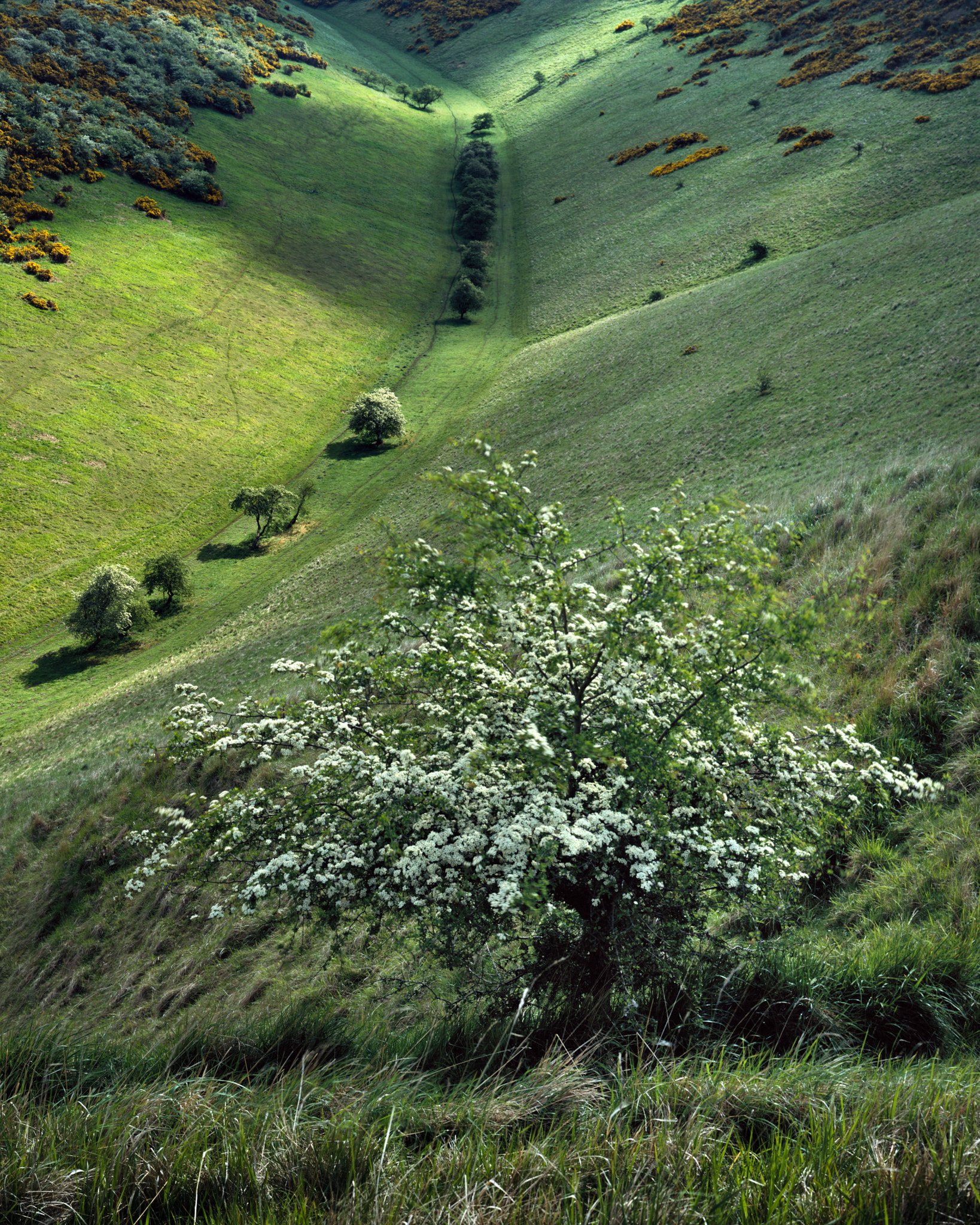 A twisty Wolds valley lit by gleams of sunlight, a flowering hawthorn in the foreground