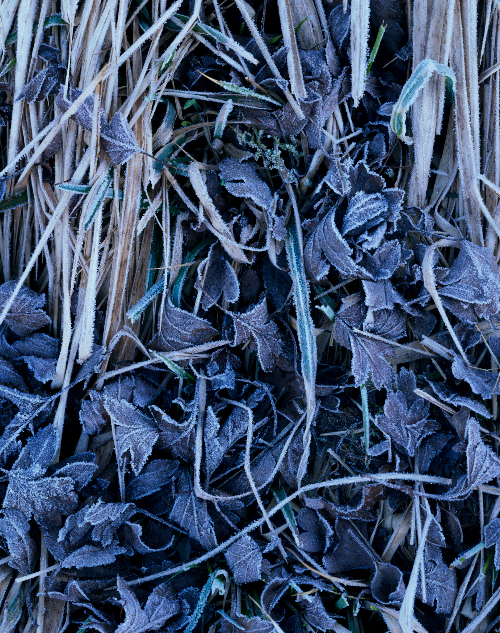 Frosted leaves in the valley floor