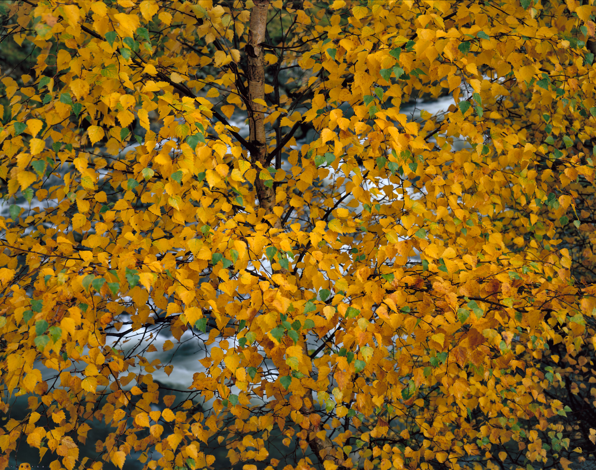 A curtain of golden birch leaves with the white water of the beck showing through