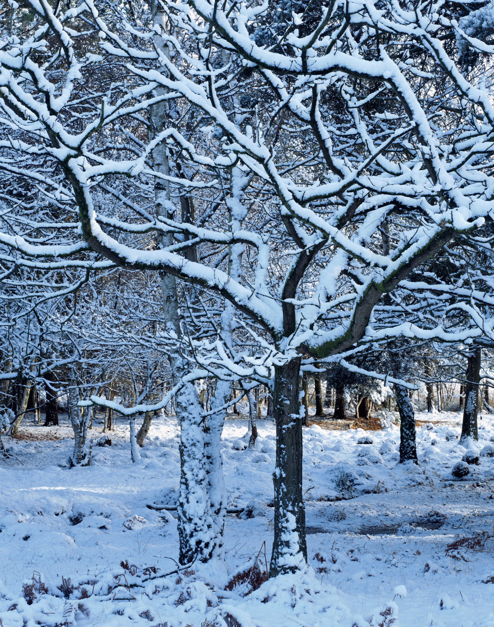 Snow-laden trees backlit by low sun glowing through the wood