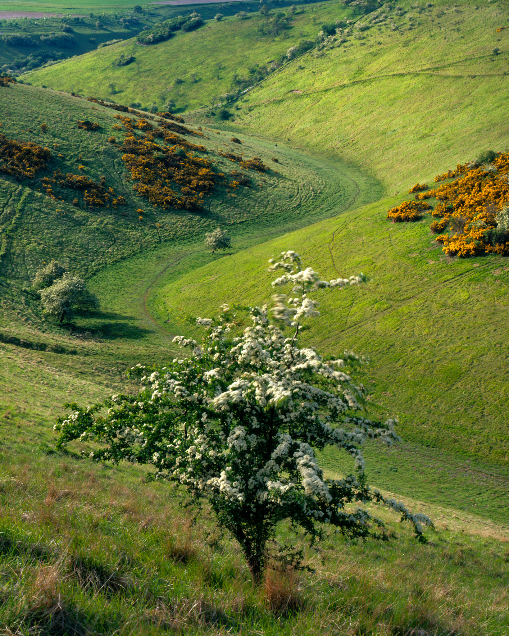 A twisty Wolds valley in raking sunlight, a flowering hawthorn in the foreground