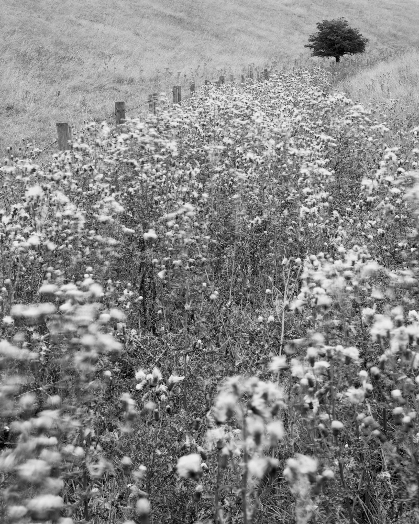 A bank of seeding thistles along a fence line on the Wolds, a lone tree on the hill above