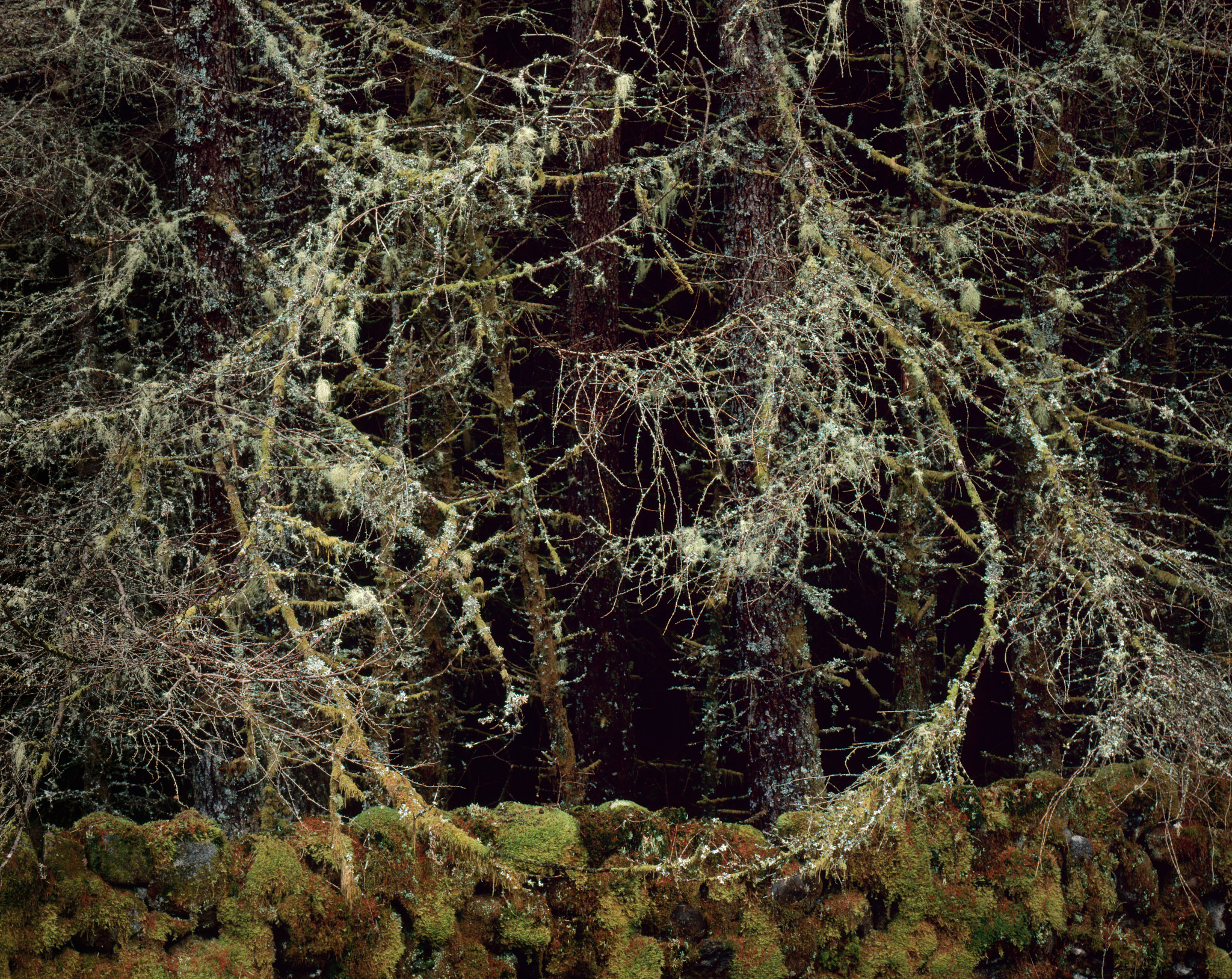 Lichen-draped branches sweeping into a circle above a moss-covered stone wall, dark forest behind