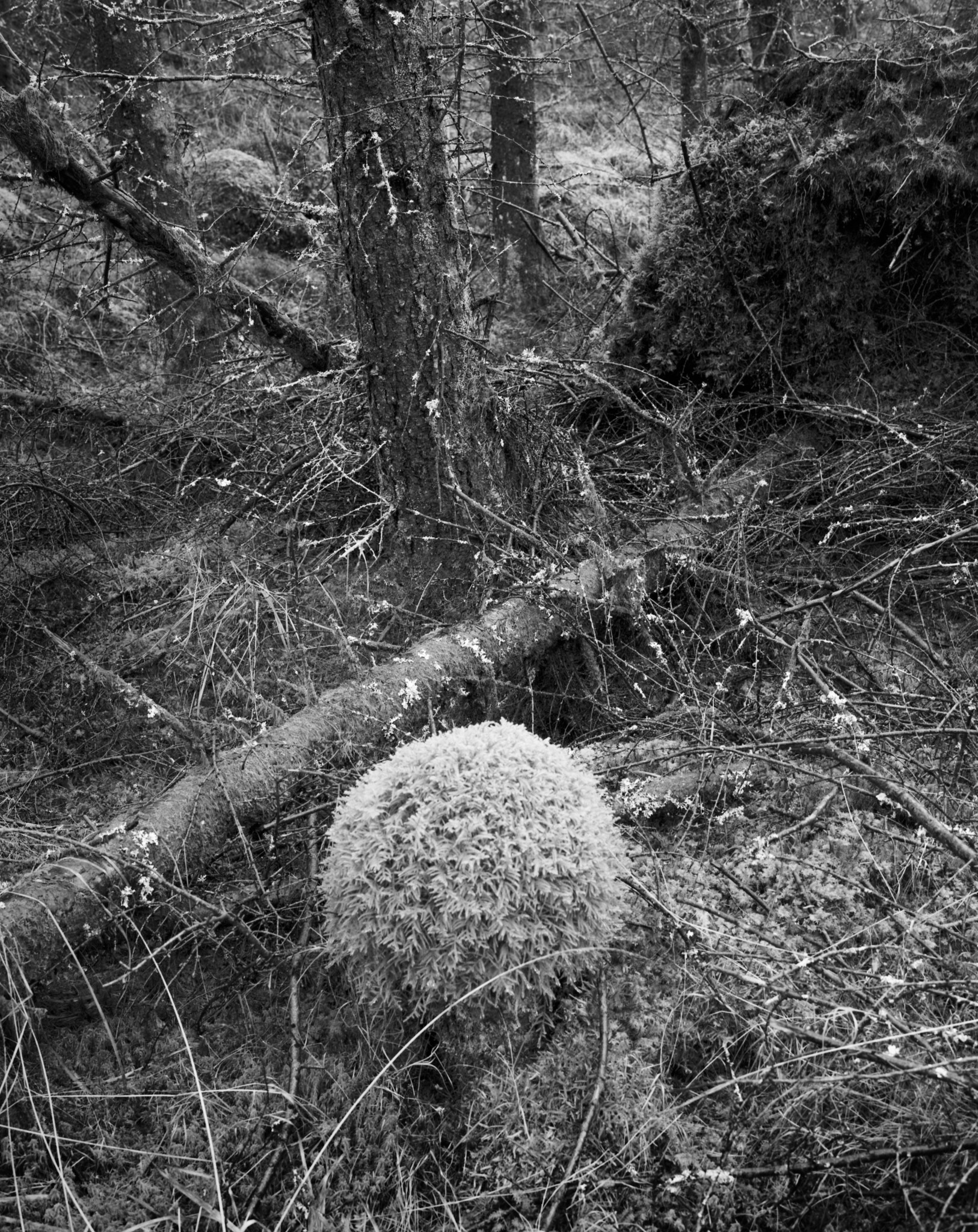 A domed cushion of moss among fallen branches beneath a lichen-crusted trunk, in black and white