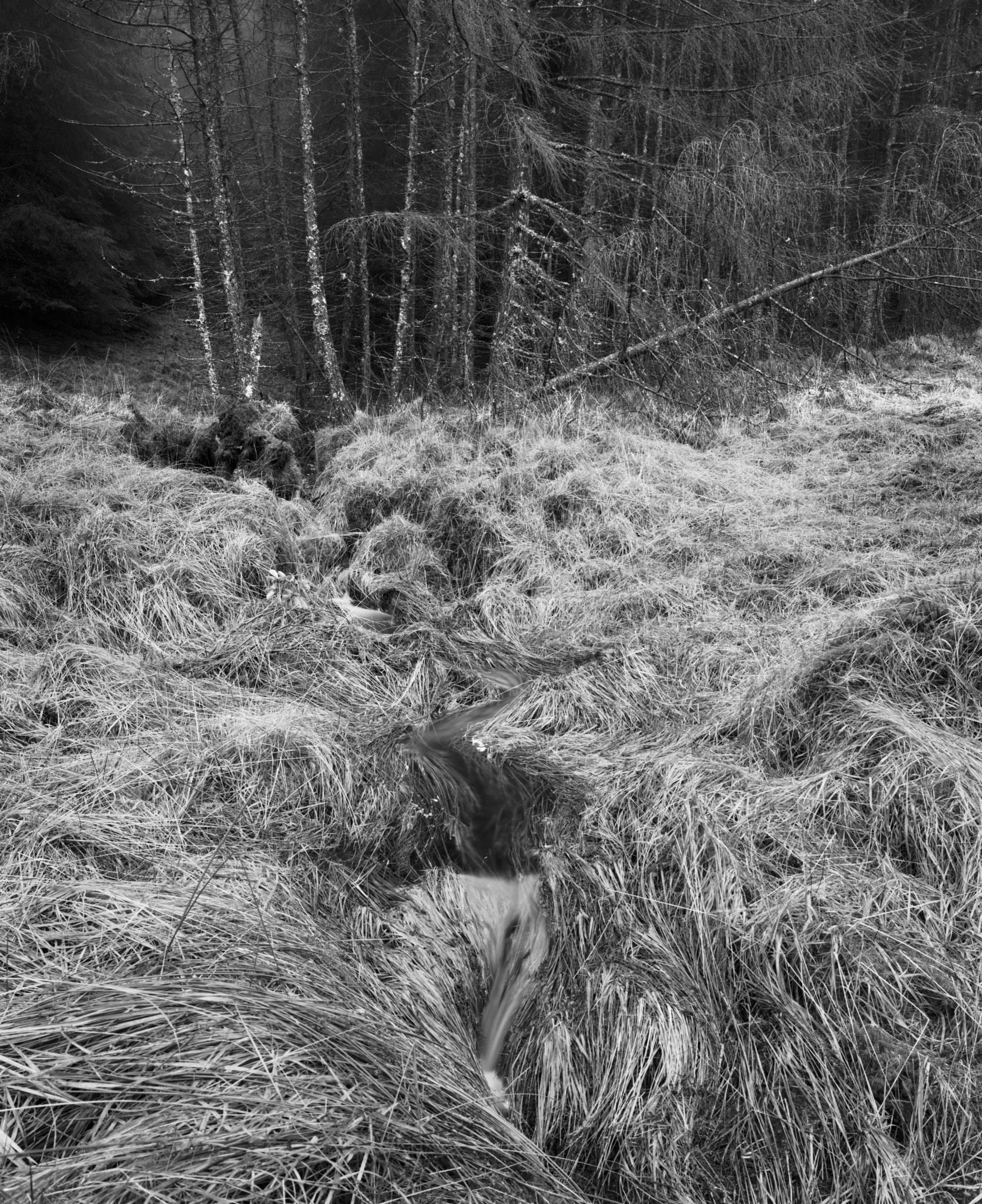 A small stream threading through flattened grasses towards lichened trees, one trunk fallen across the stand, in black and white