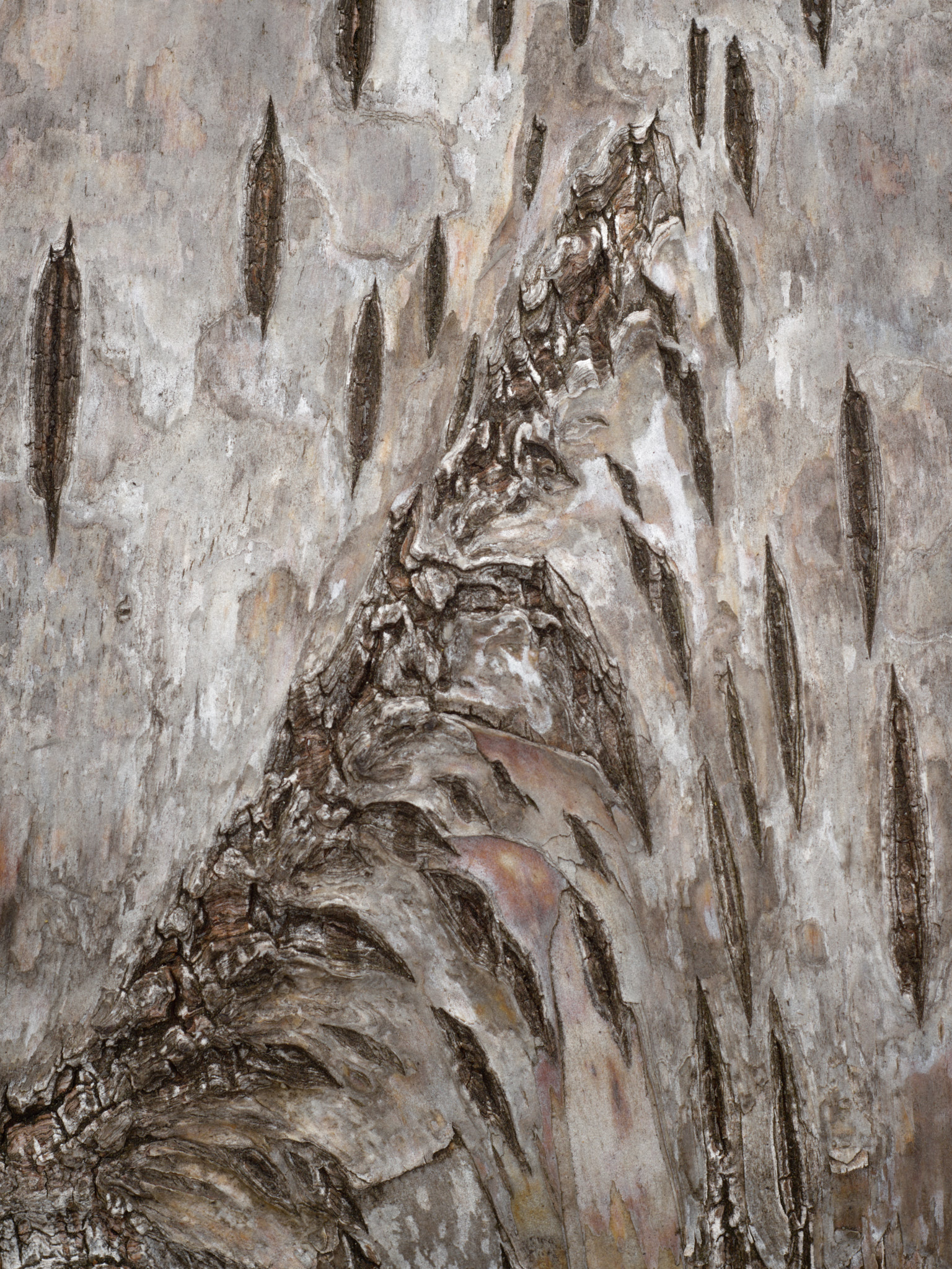 Silver birch bark close up, pale grey and cream with a jagged seam of dark cracked bark rising through it and spindle-shaped black fissures scattered either side