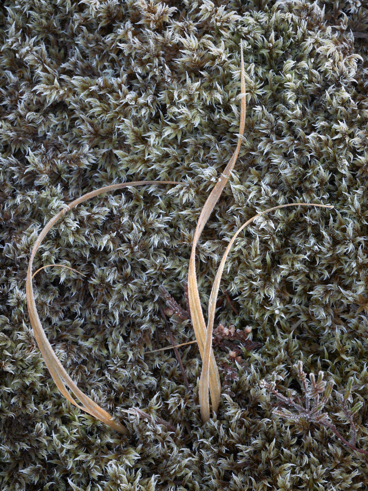 Yellow grasses on frosted mosses