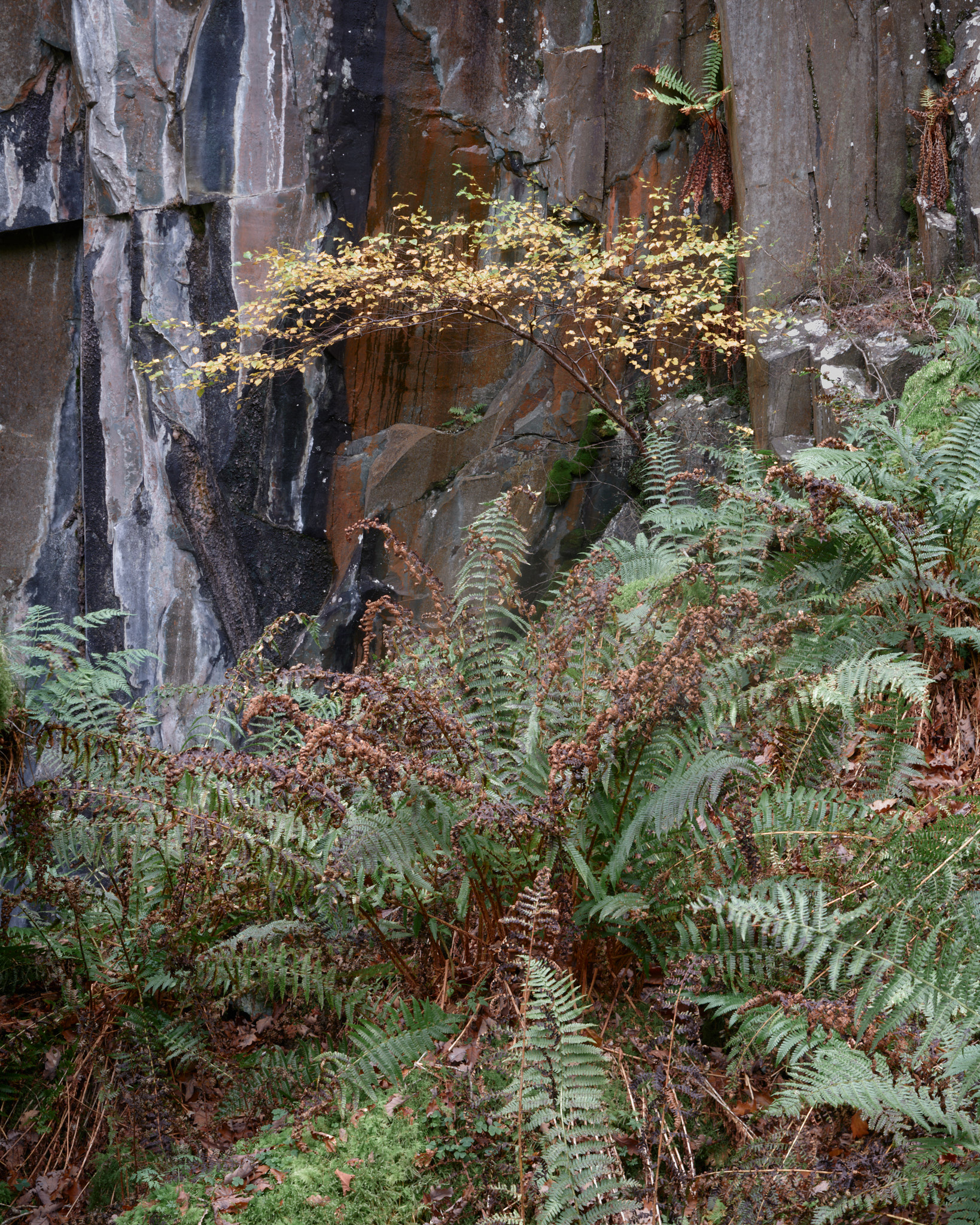 A small tree in autumn gold against a dark slate quarry wall, ferns beneath