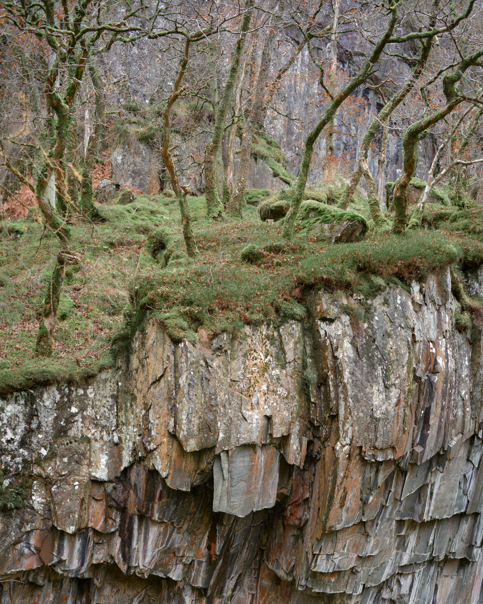 Bare trees standing on the mossy rim above a slate quarry face