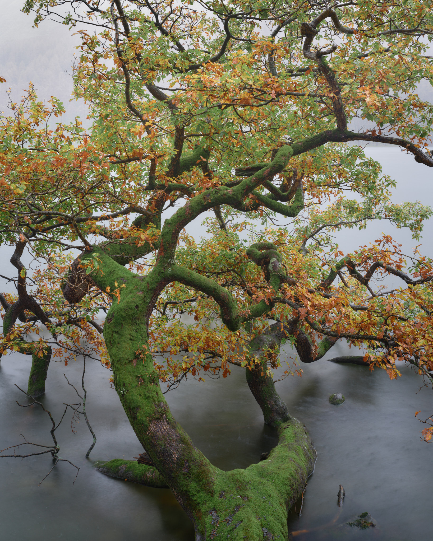 Beech tree overhanging Buttermere in the rain