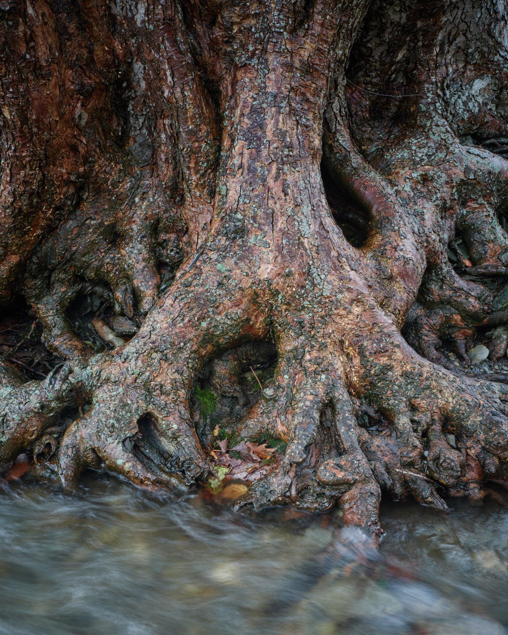 Bare tree roots twisting over wet ground at the edge of Buttermere