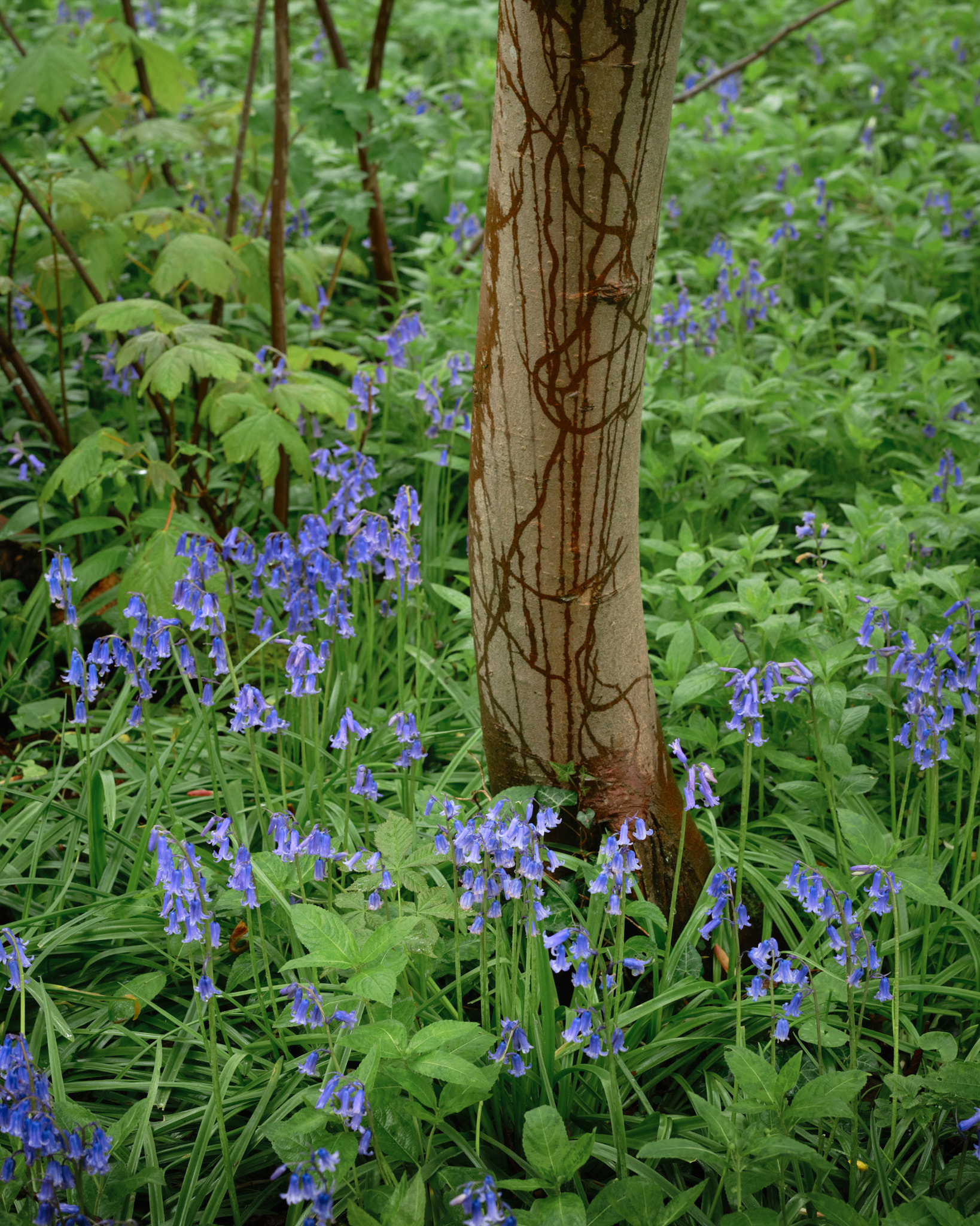 Bluebells around the base of a slender young tree, its smooth grey trunk streaked with dark trails of rainwater, in a wet green wood
